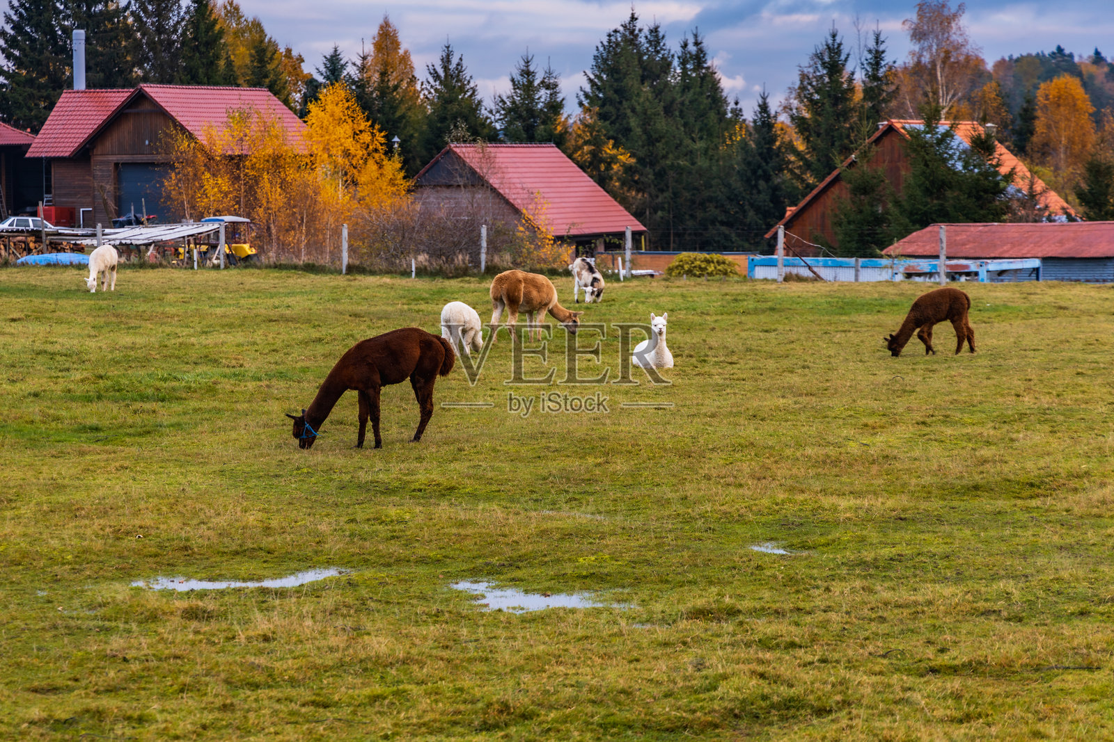 在多云的下午，一小片绿色的林间空地上有几只大羊驼和羊驼在散步吃东西照片摄影图片