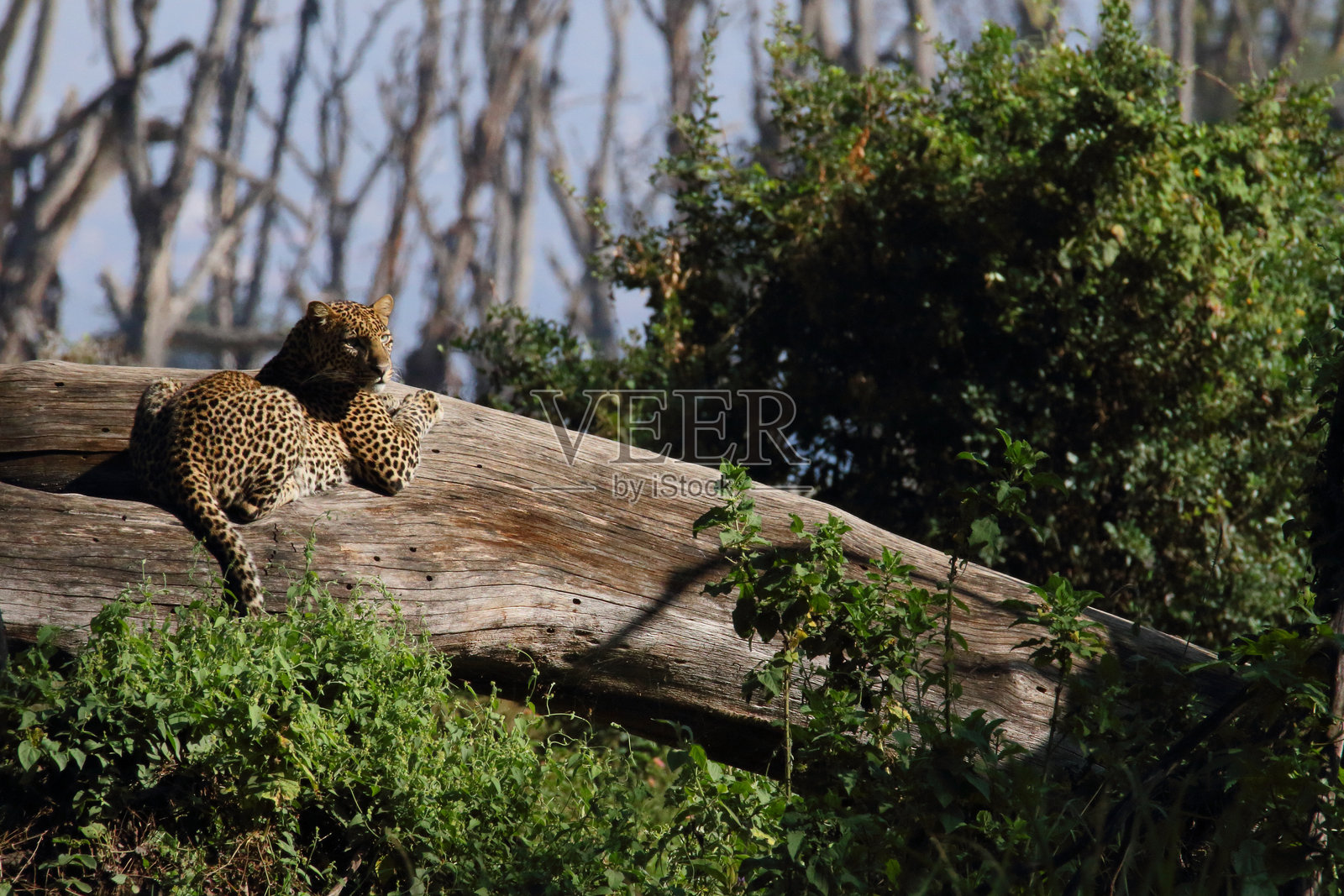 纳库鲁湖野生动物- 3照片摄影图片