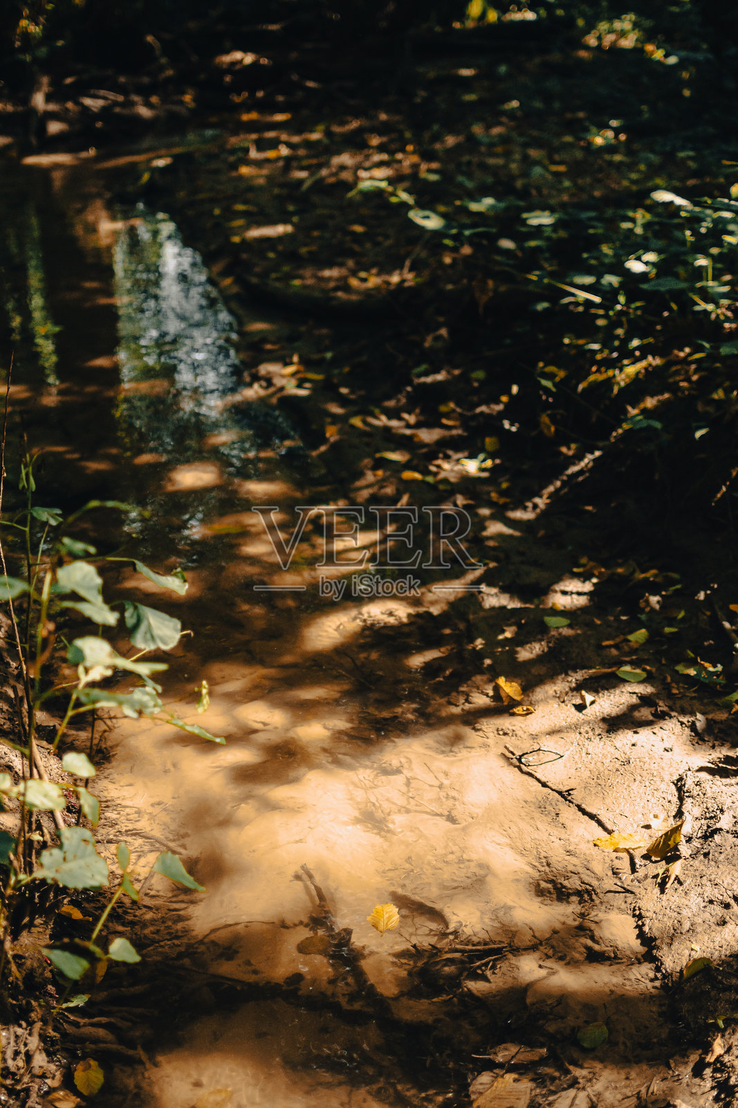 在一个宁静的夏日午后，一条笼罩着光影的森林河流照片摄影图片