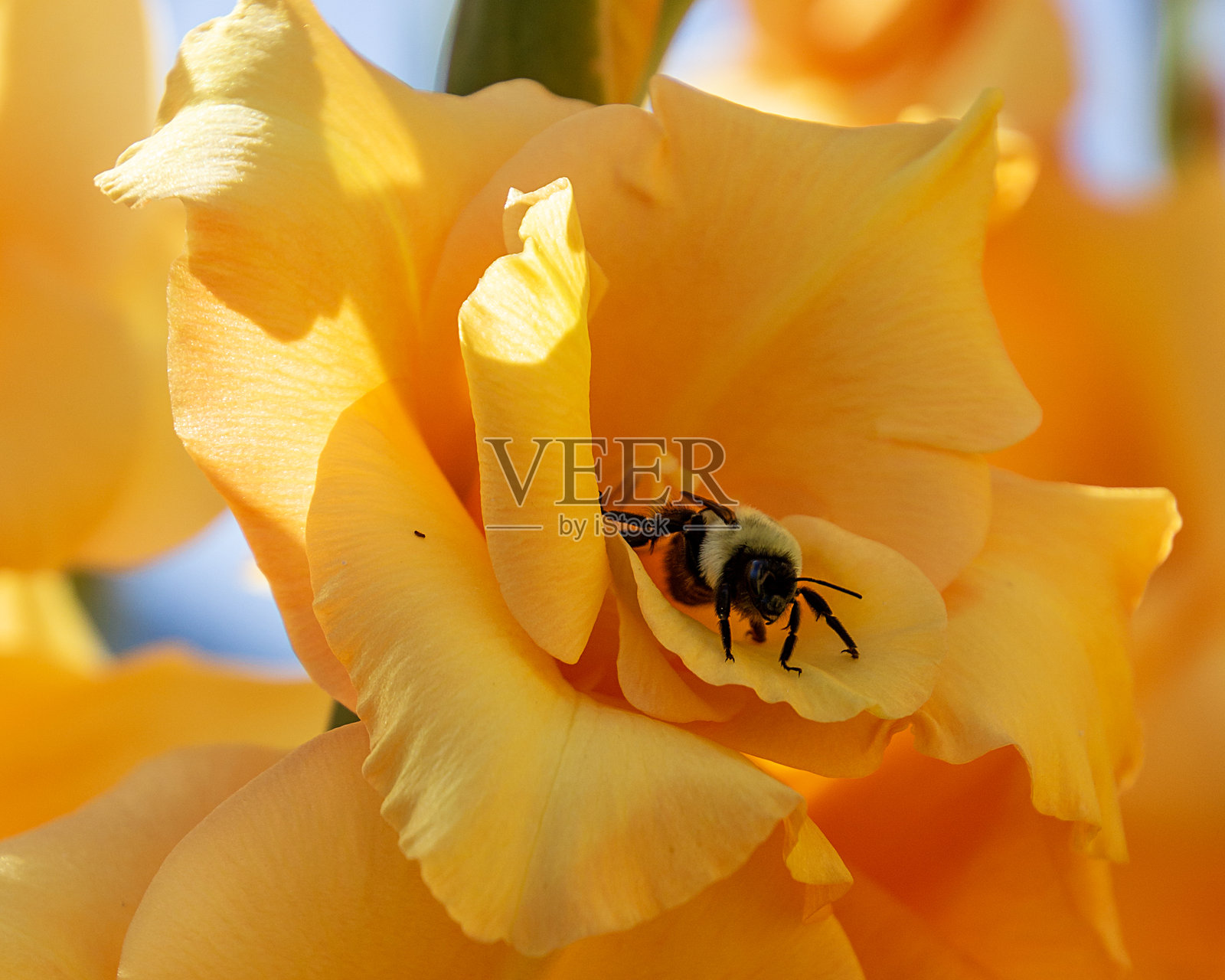 蜜蜂在阳光明媚的春日下午为鲜艳的黄色剑兰花授粉。照片摄影图片
