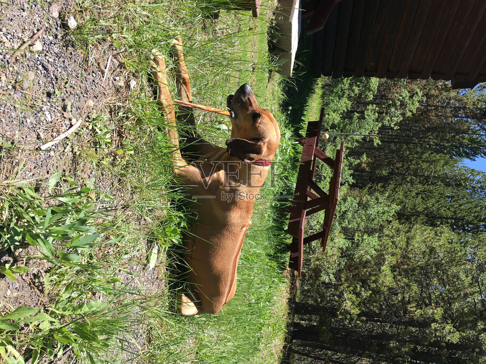 罗德西亚背脊犬照片摄影图片