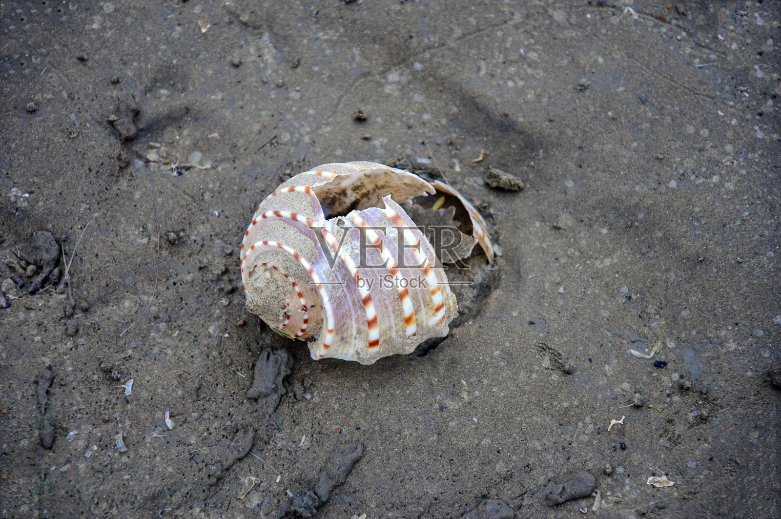 海边蜗牛的死壳。照片摄影图片