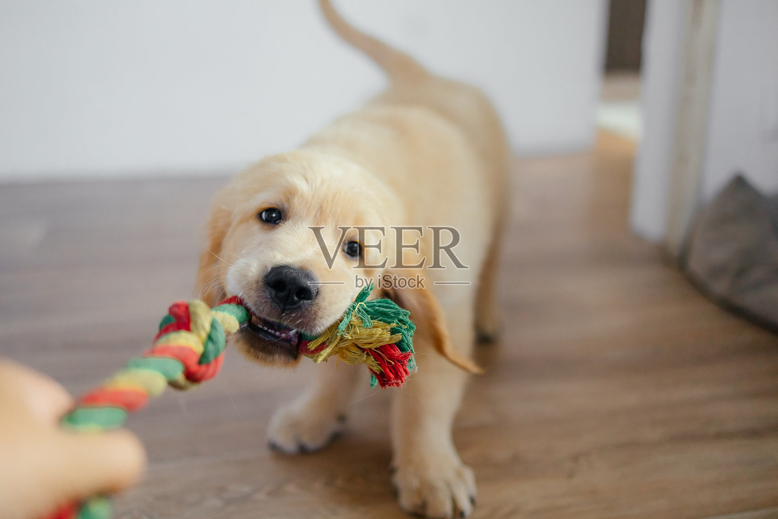 金毛猎犬小狗在玩玩具。户外活动概念。与狗的友谊。宠物店广告照片摄影图片