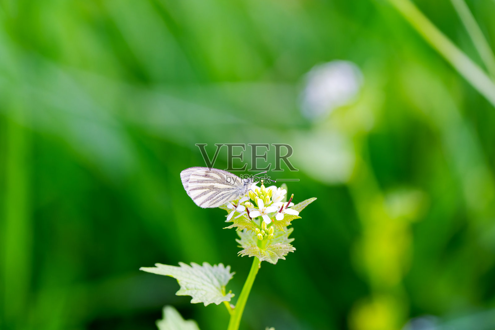 瑞士苏黎世春日下午森林中植物上蝴蝶的特写乡村风景。照片摄影图片