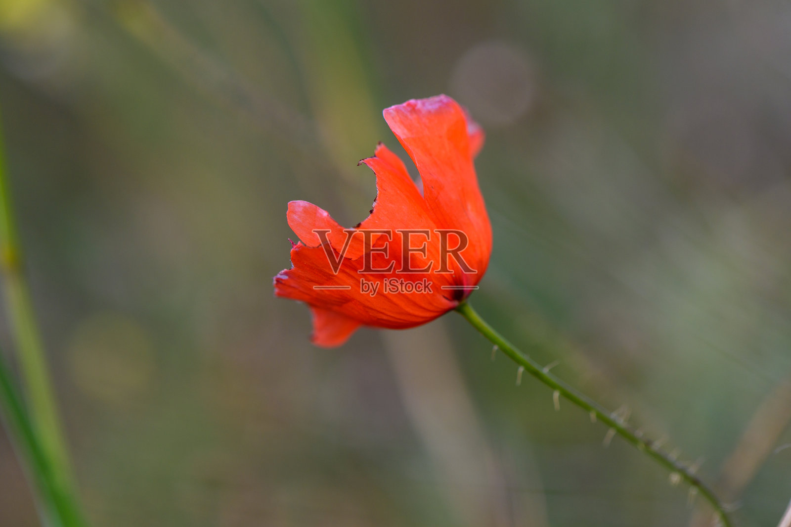 孩子们在阳光明媚的公园里快乐地玩耍，夏日下午的野餐中，家人和朋友们享受户外活动。照片摄影图片