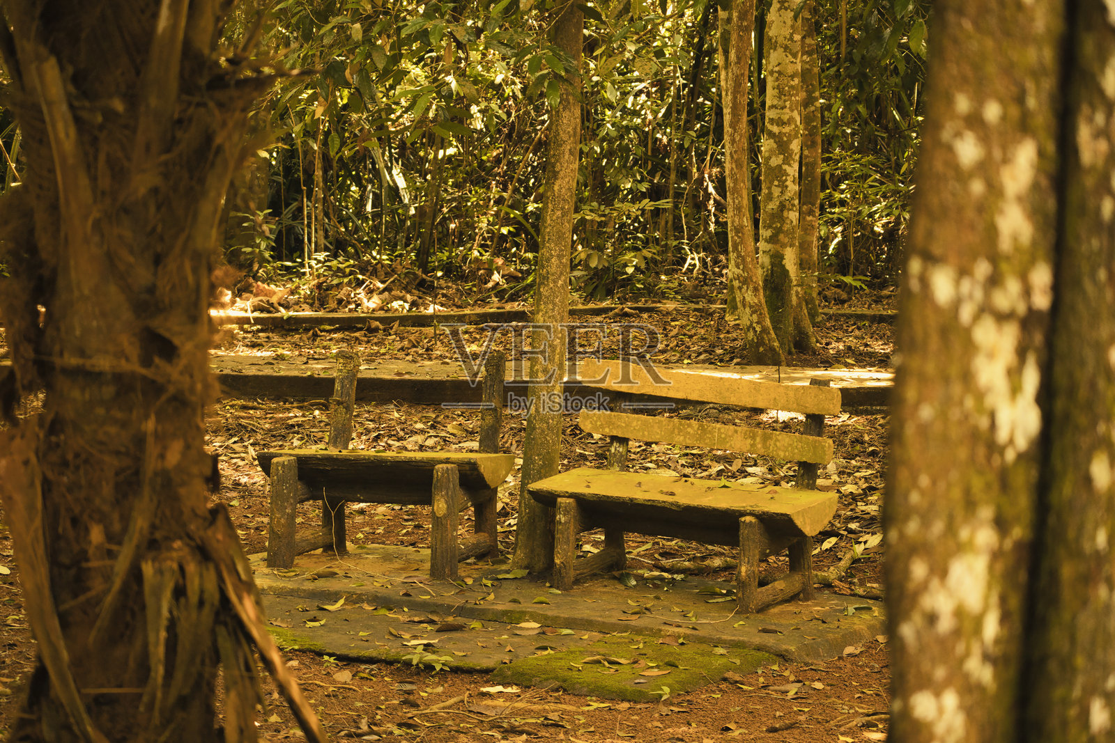 一张风化的木长椅静静地坐落在宁静的森林中，四周环绕着高大的树木和落叶，映衬着一个安静的下午。照片摄影图片