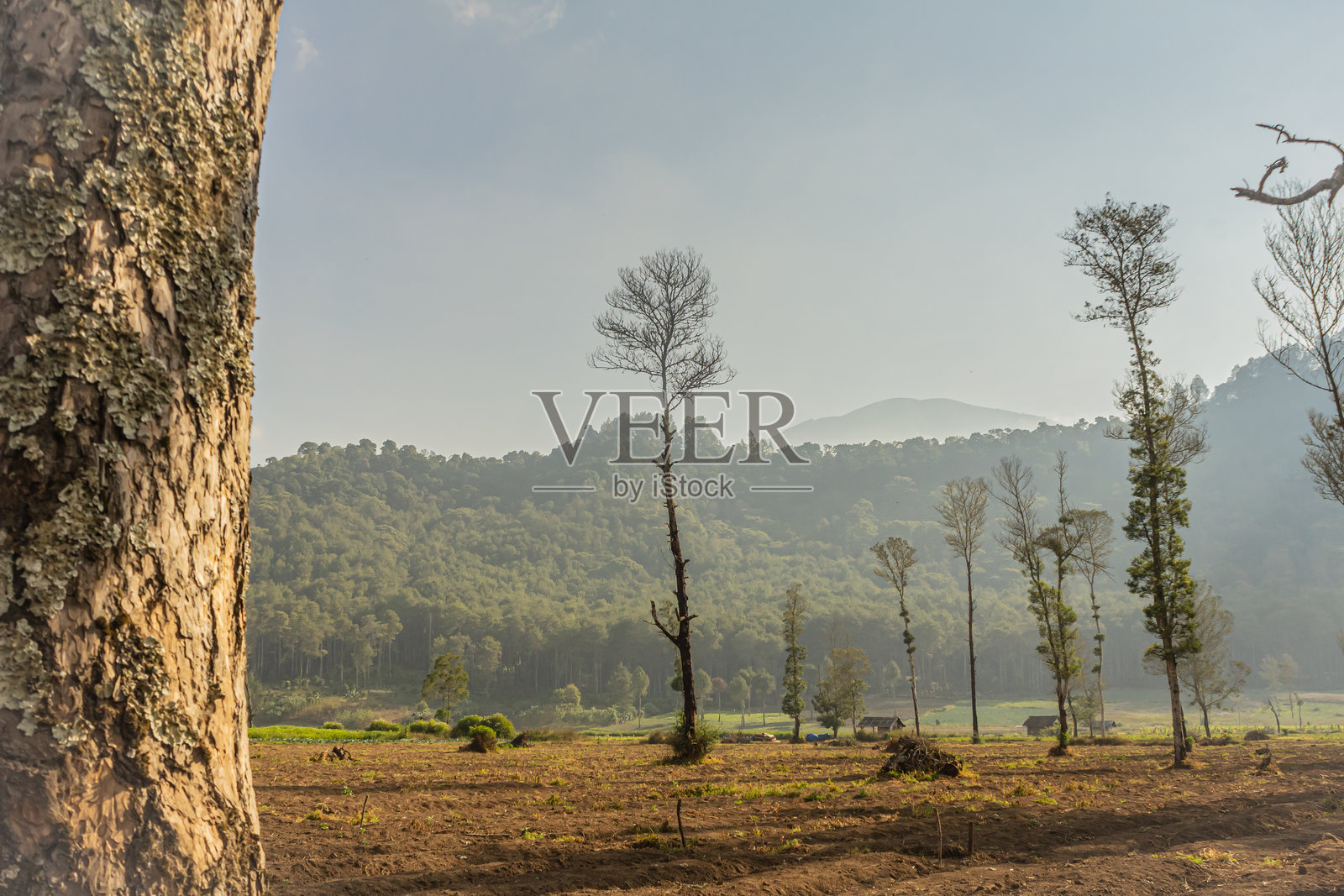 伊真街道高地花园美丽的午后景色照片摄影图片