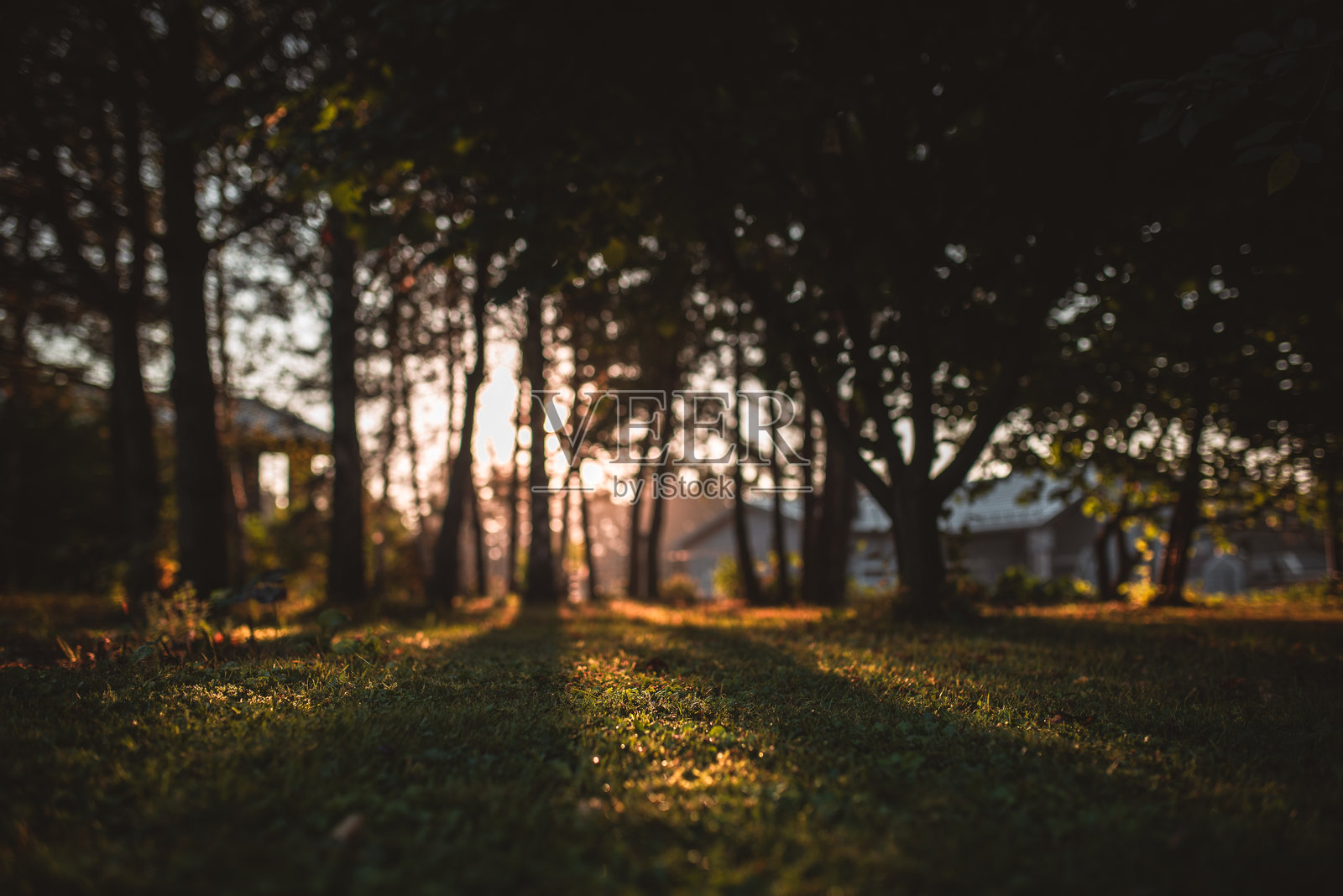 阳光透过树木，照亮了宁静公园中绿色的草坪。照片摄影图片