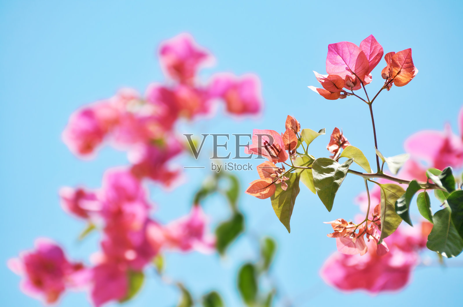 美丽的九重葛花照片摄影图片