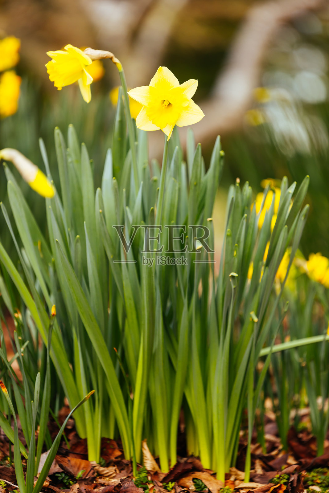 澳大利亚奥林达的丹德农山脉植物园照片摄影图片