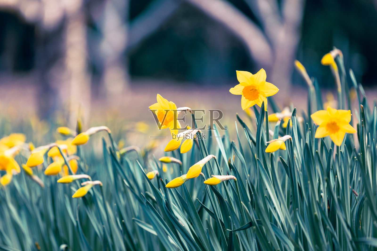 澳大利亚奥林达的丹德农山脉植物园照片摄影图片