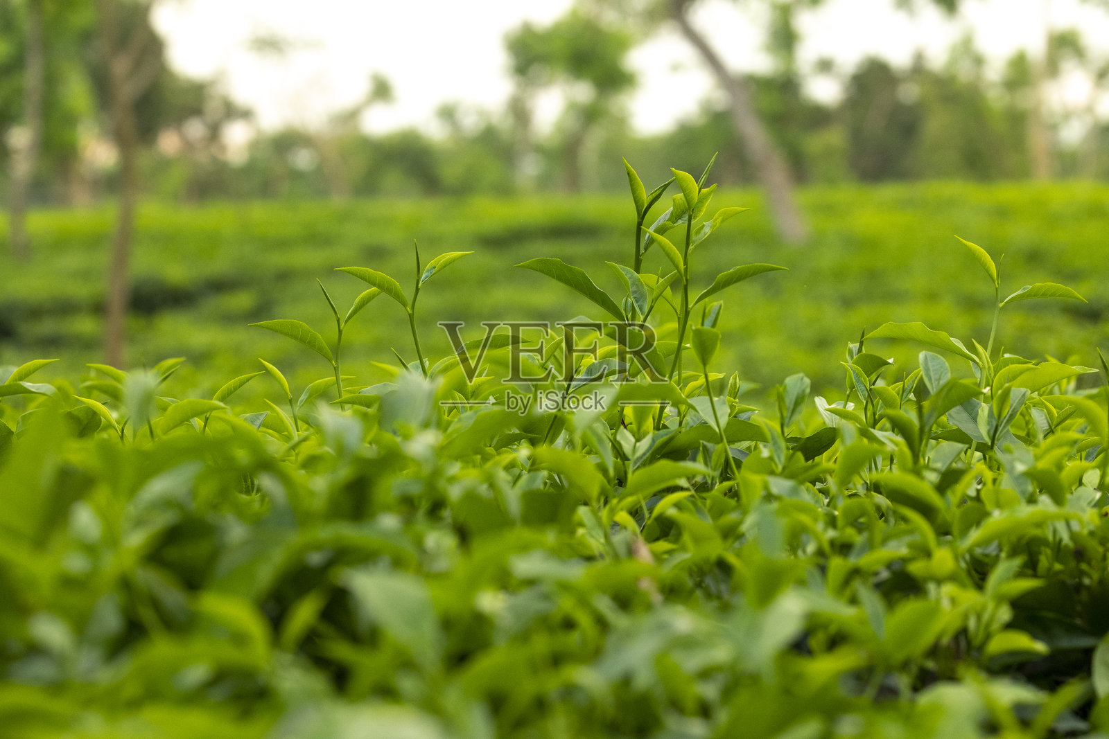 下午，美丽的茶园景色，孟加拉国。金色茶园背景。照片摄影图片