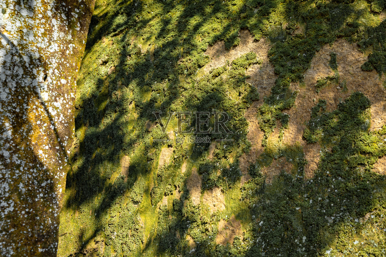 树影石纹理背景。石苔光影。自然纹理背景。照片摄影图片