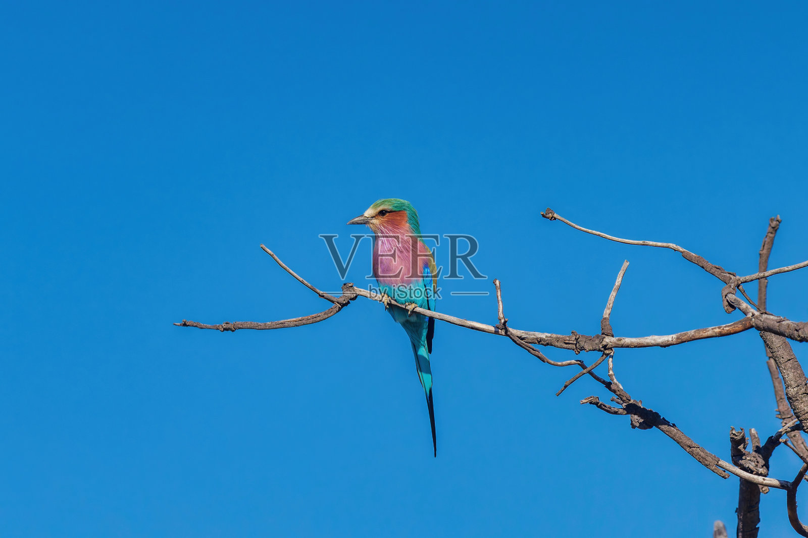 五颜六色的非洲鸟(丁香胸辊)栖息在树枝上在明亮的蓝天下午照片摄影图片