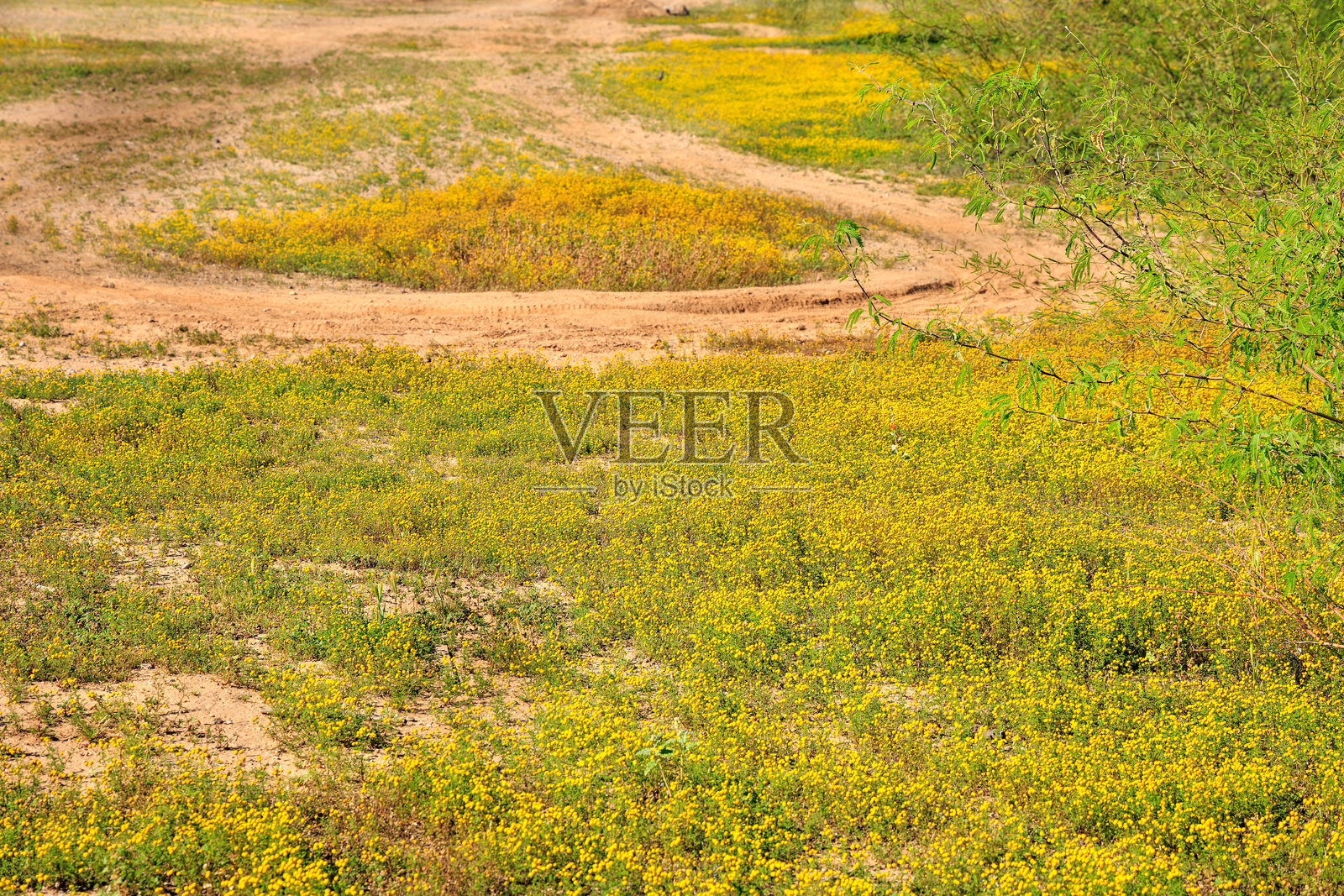 春天穿过盛开的沙漠的土路照片摄影图片