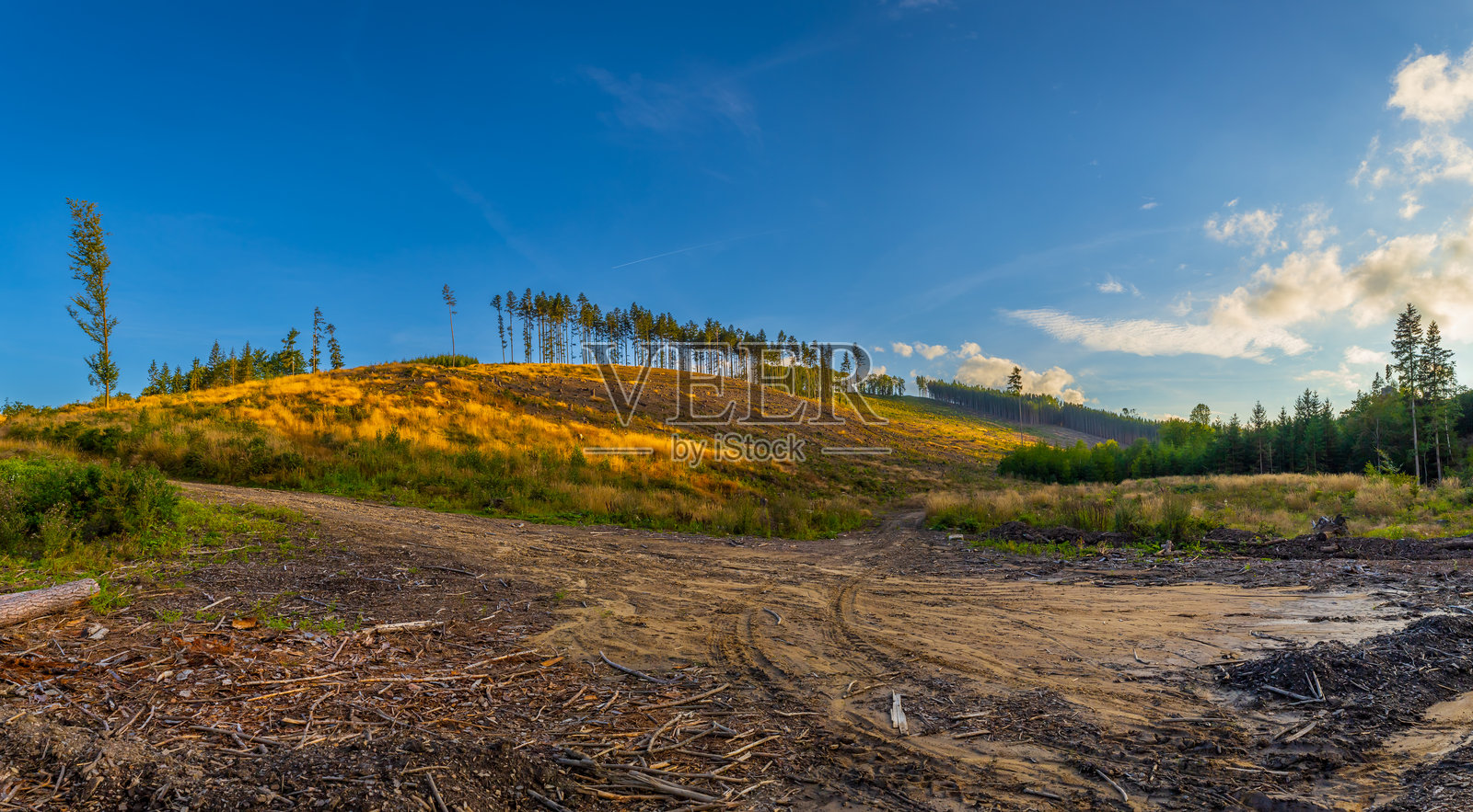 森林景观。被害虫侵袭的树木。在森林里采矿。照片摄影图片