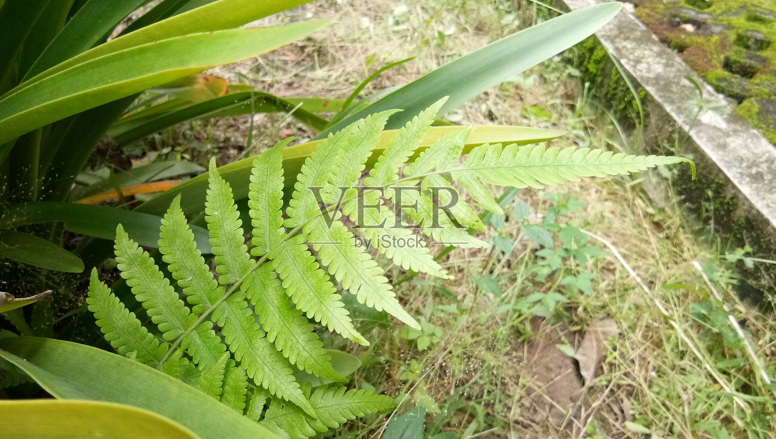 公园里美丽的树叶照片摄影图片