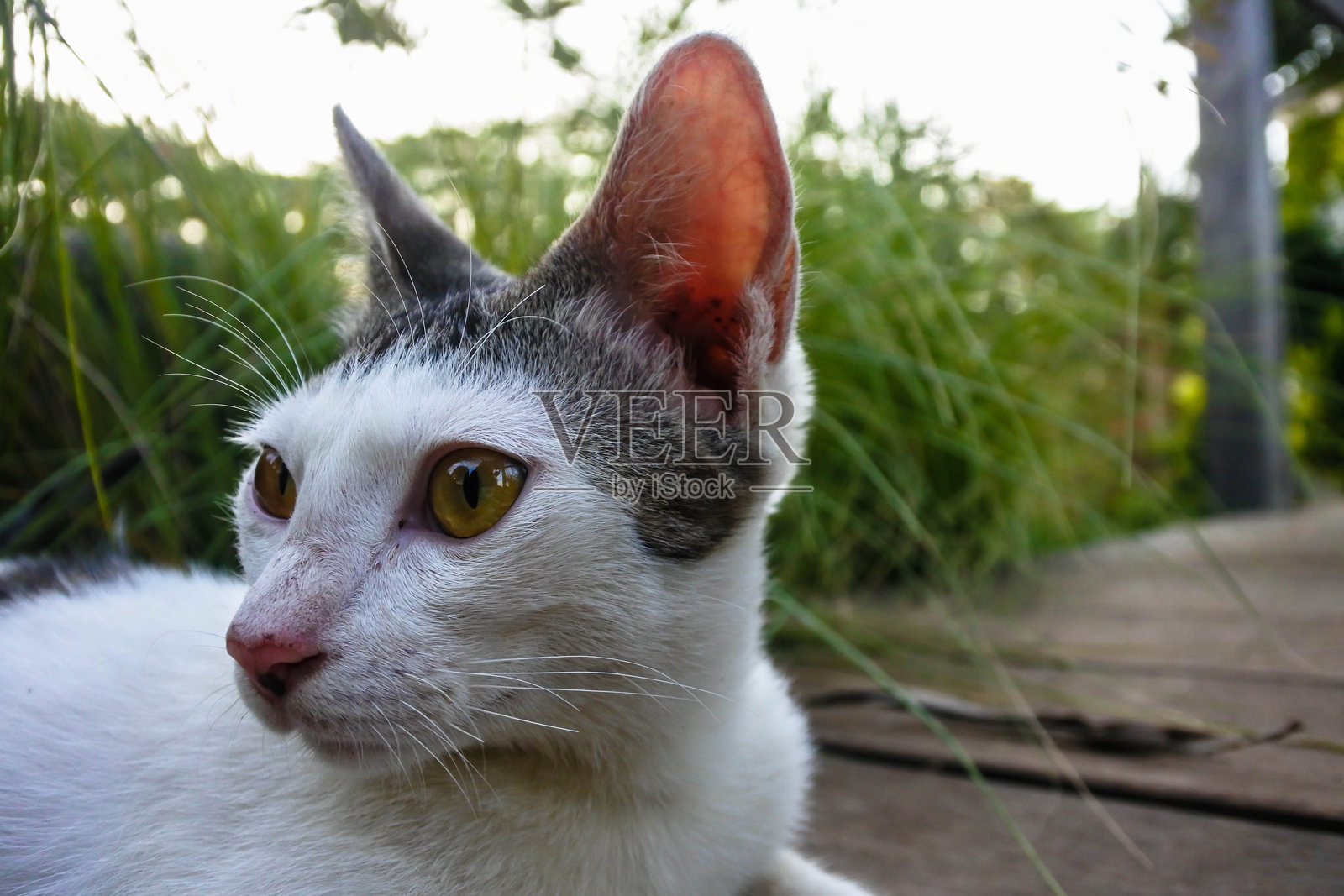 沉思的胡须:一只猫在甲板上的幻想照片摄影图片