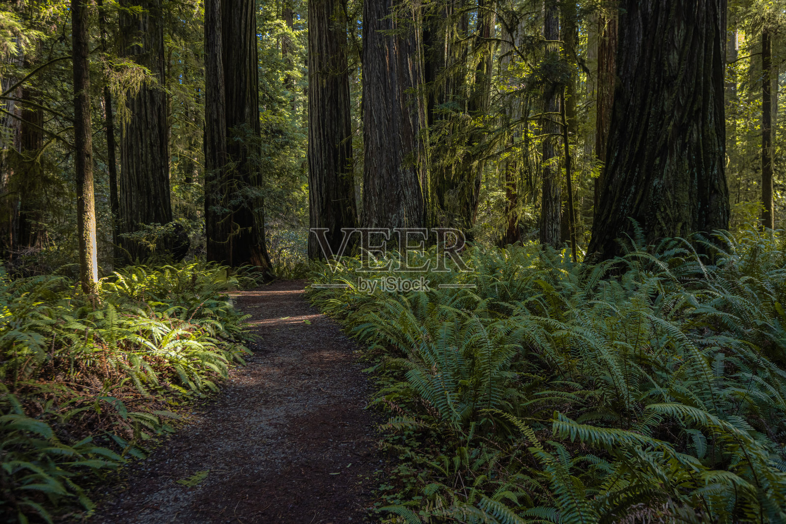 杰迪戴亚·史密斯加州红木州立公园照片摄影图片
