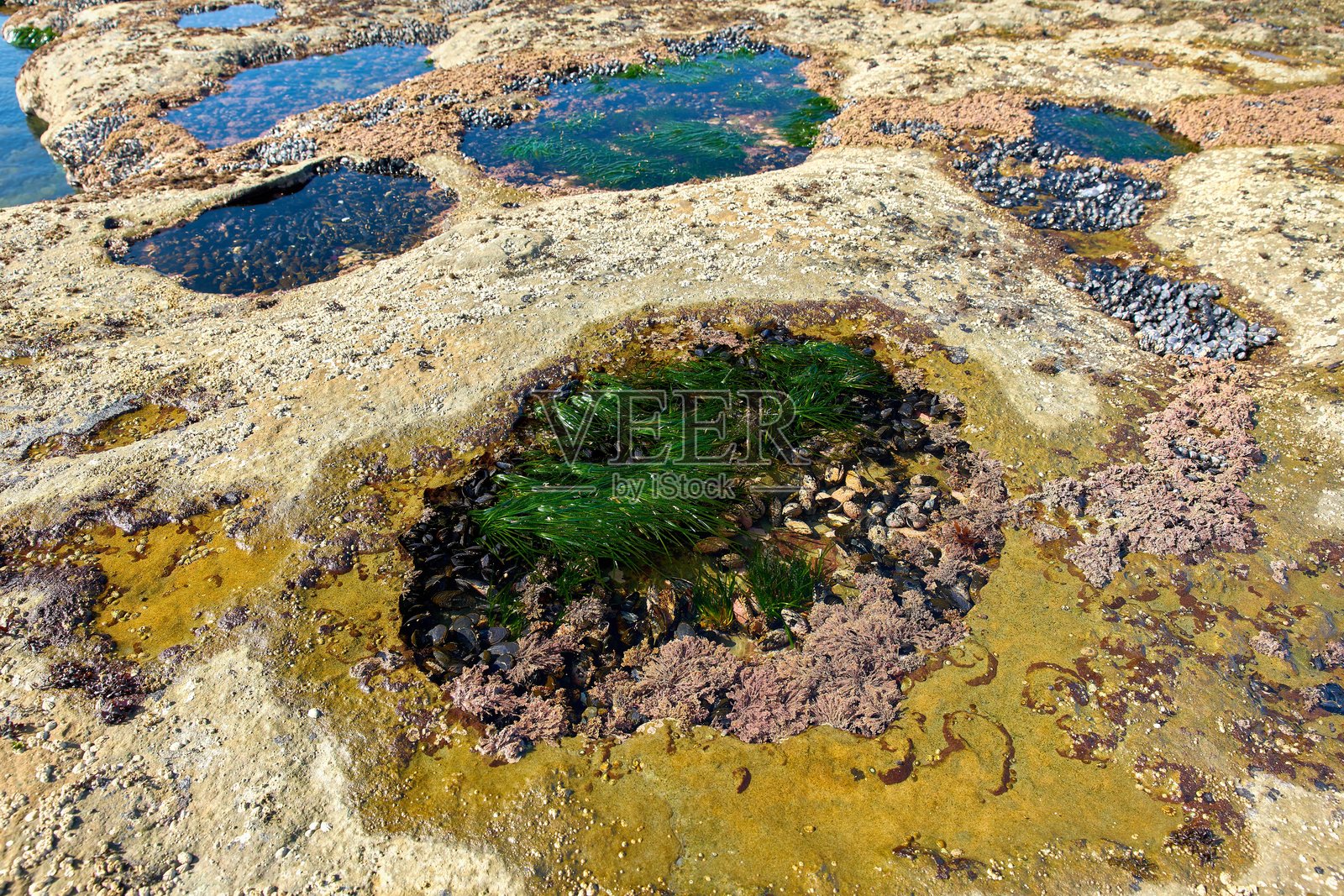 潮池海洋生物照片摄影图片