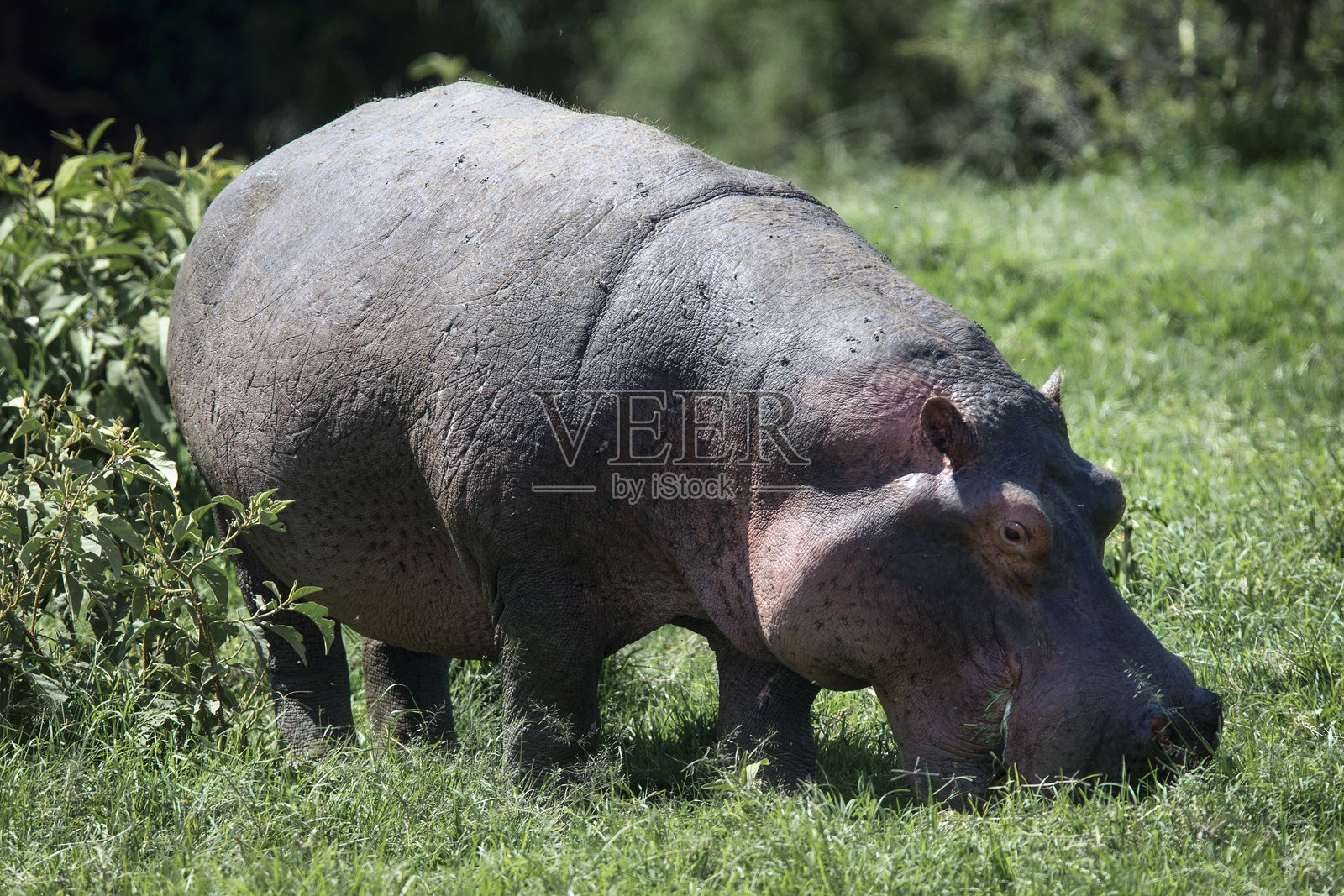 河马在吃草照片摄影图片