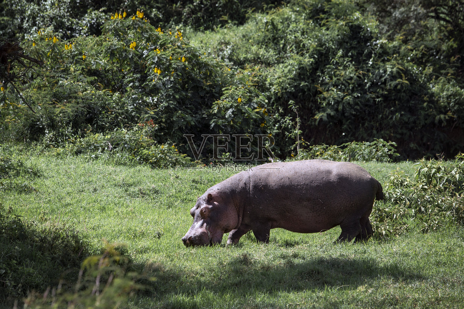 河马在吃草照片摄影图片