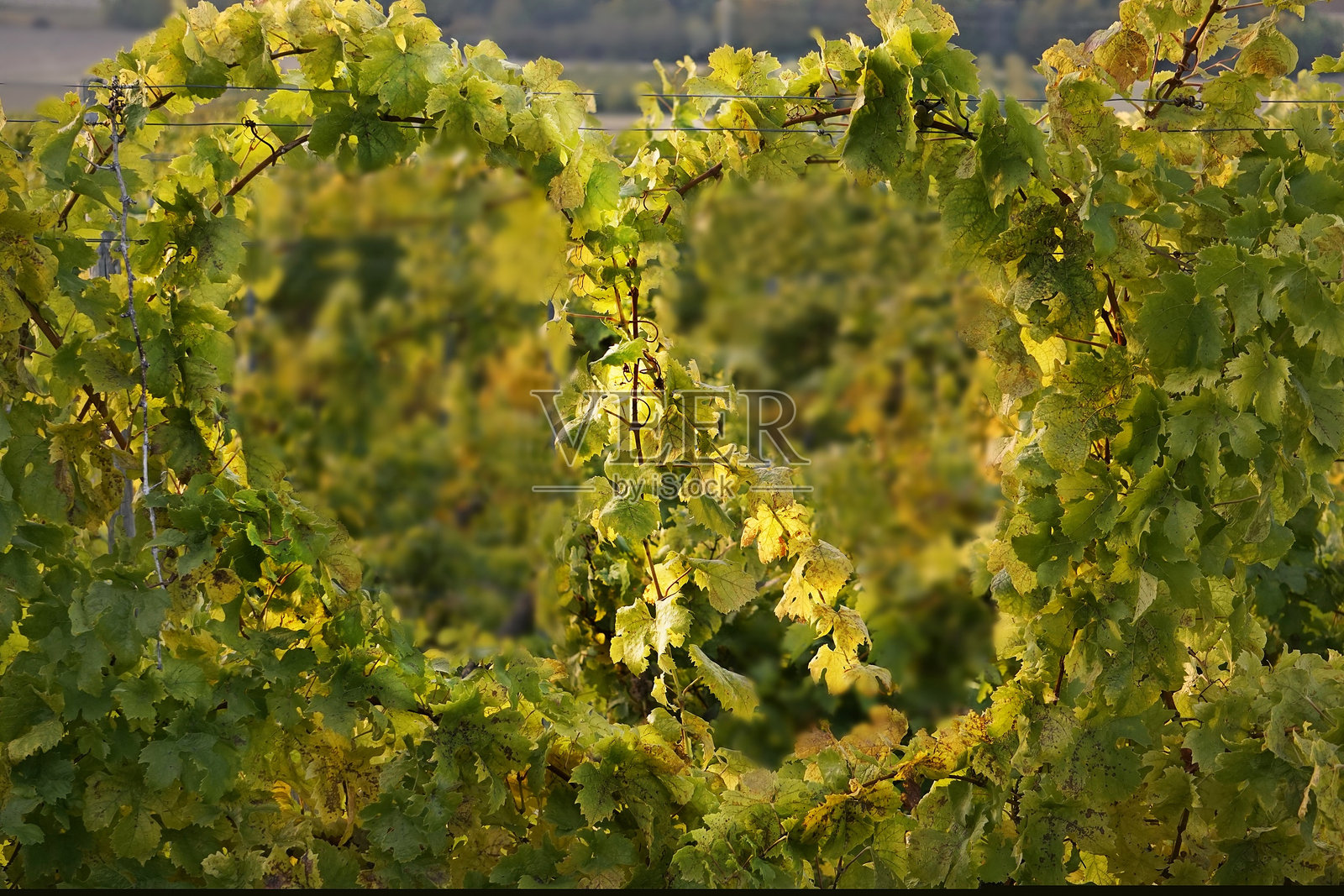 葡萄园，在下午的灯光背景下，全景照片摄影图片