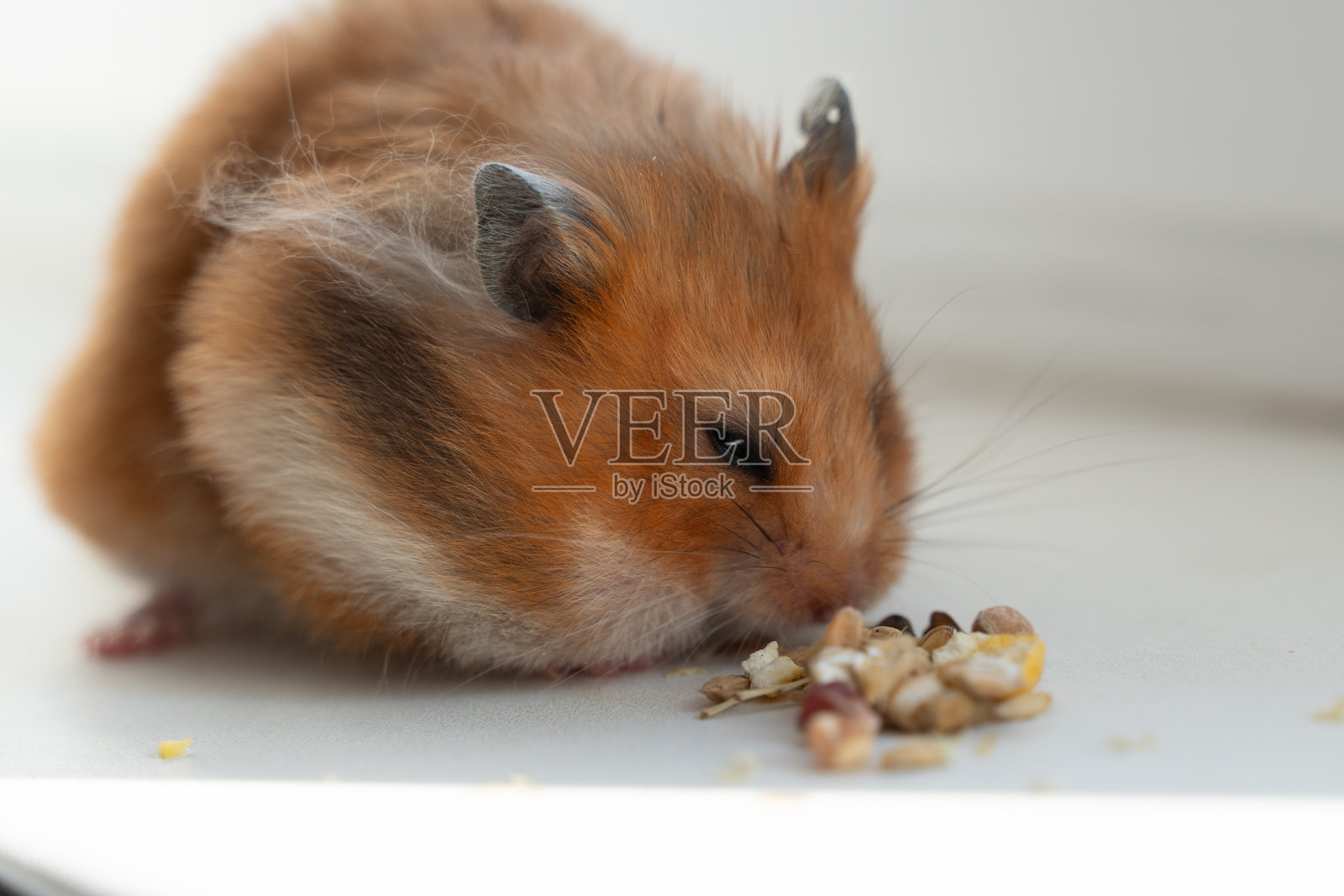可爱的金色仓鼠在白色桌子上吃食，享受着室内美味的小吃。照片摄影图片