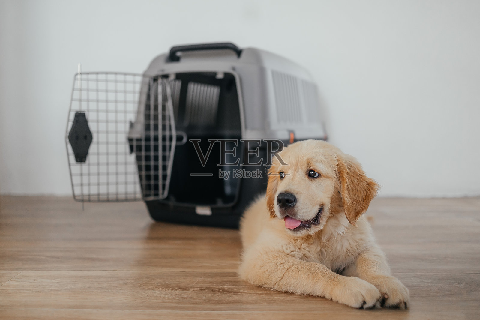 机场宠物箱里的金毛猎犬小狗。宠物店的广告。狗狗送货服务。兽医诊所的广告。与动物一起旅行。照片摄影图片