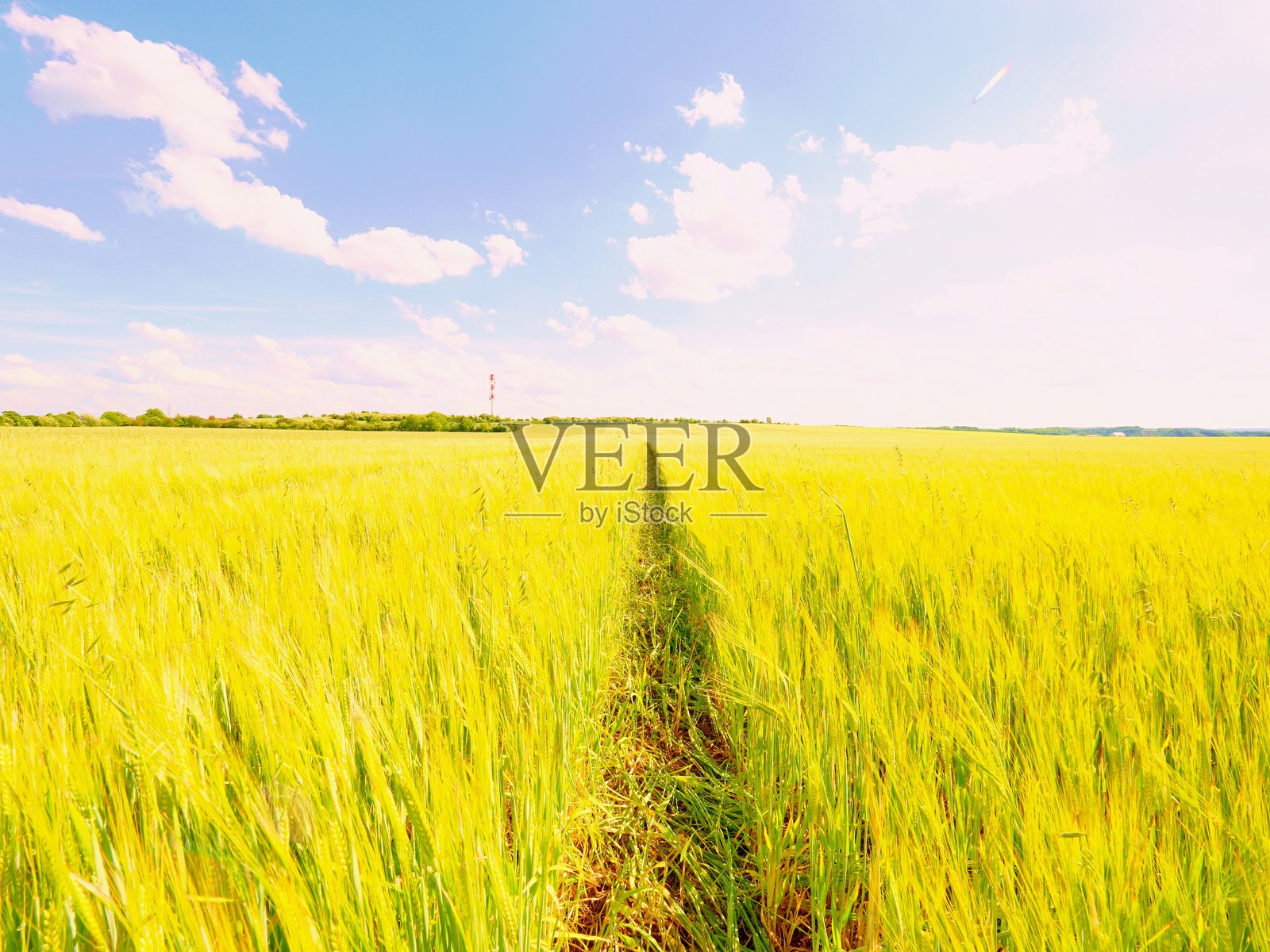 午后金色的麦田。地平线上的太阳照亮了小山上的麦田照片摄影图片