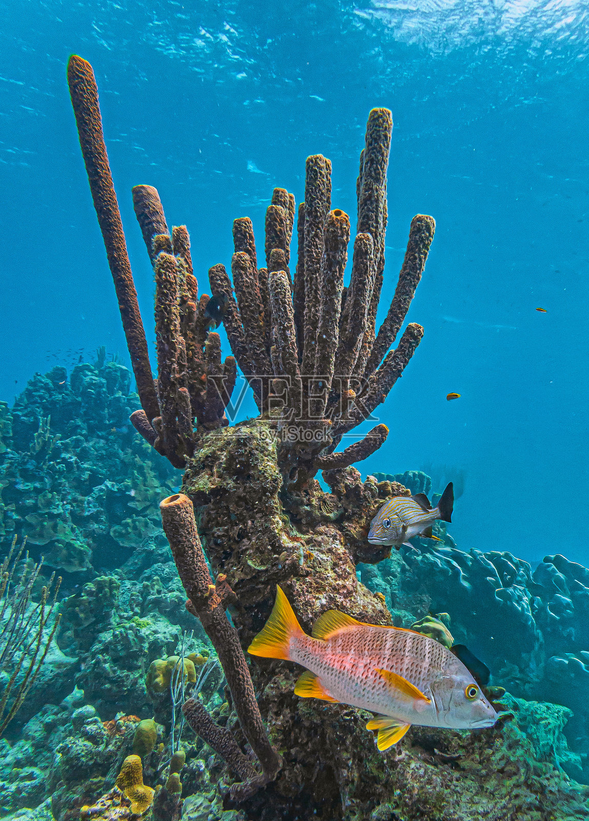 加勒比海珊瑚花园，博内尔水下景观照片摄影图片