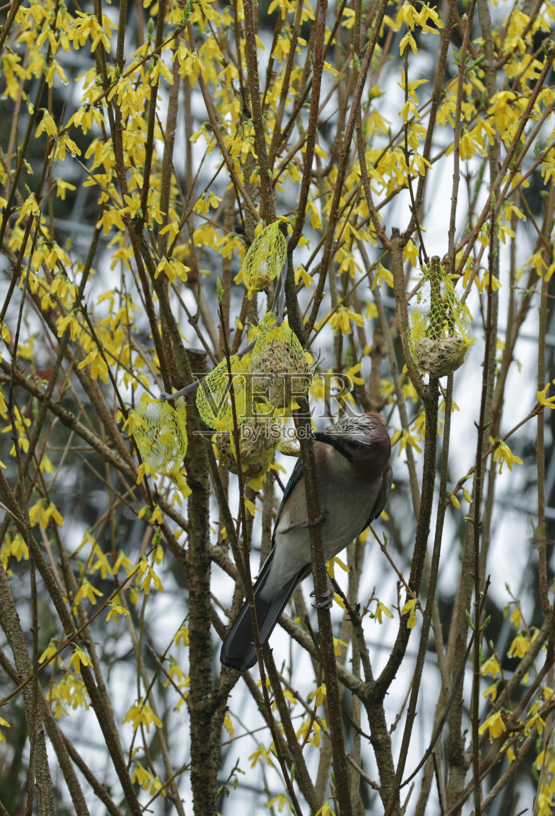 欧亚松鸦（Garrulus glandarius）在灌木丛中觅食照片摄影图片