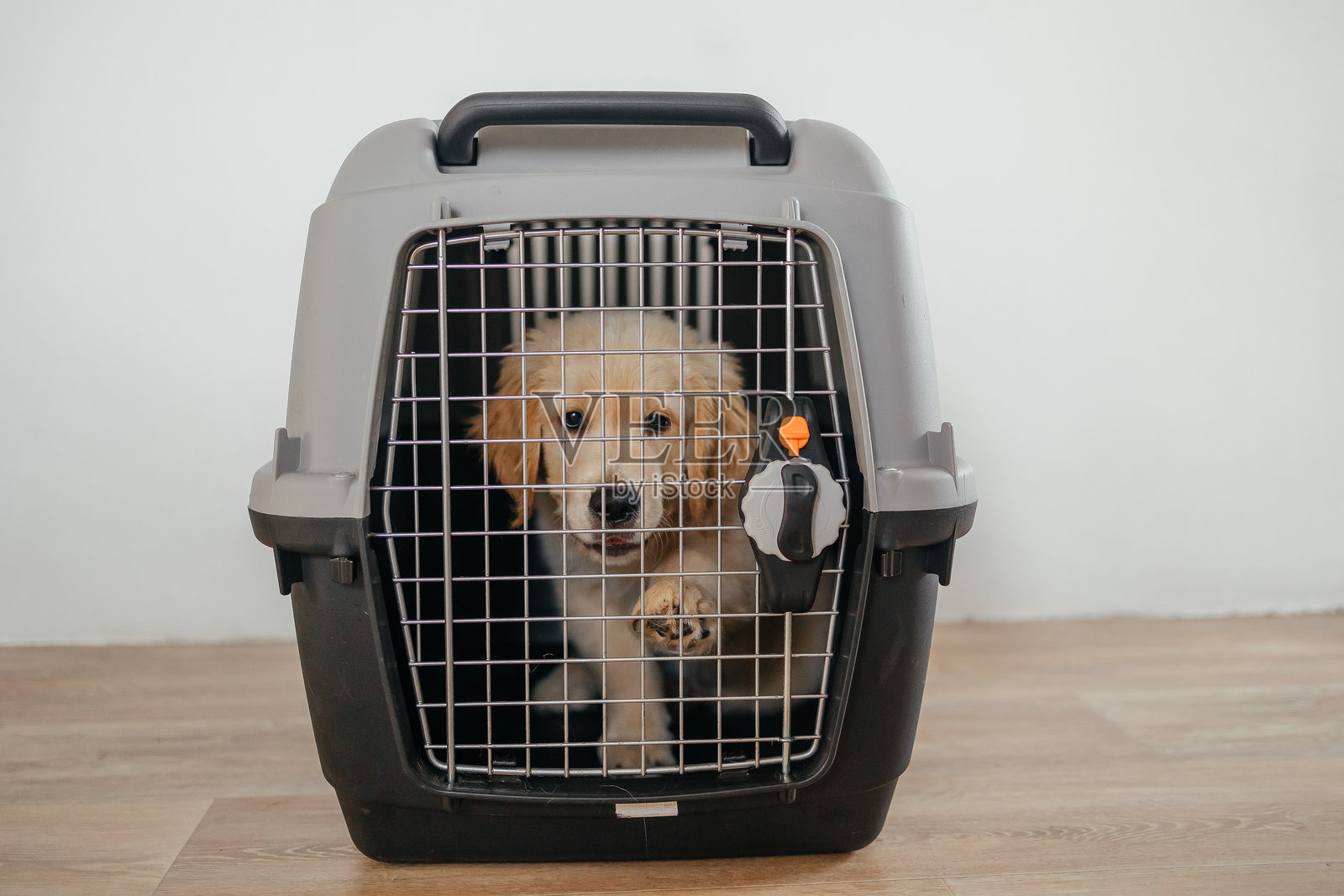 机场宠物箱里的金毛猎犬小狗。宠物店广告。狗狗送货服务。兽医诊所广告。与动物一起旅行。照片摄影图片