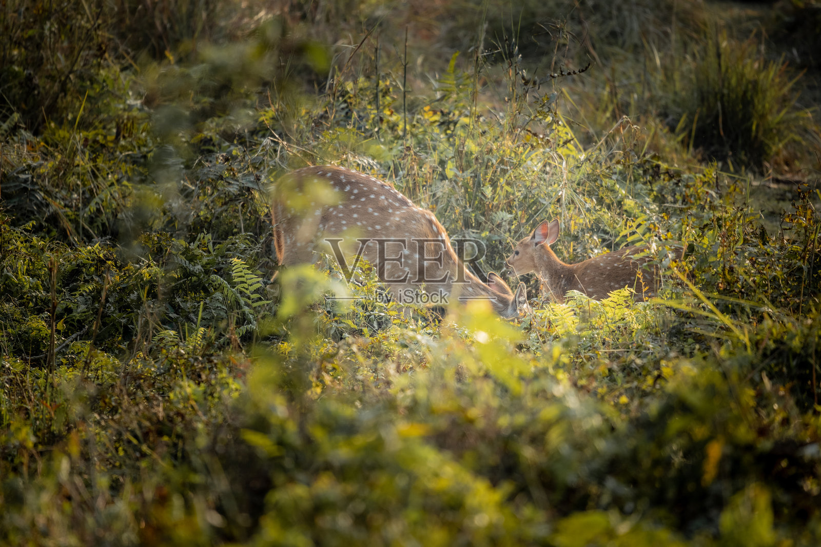 奇特旺国家公园中，母 spotted deer 与小鹿共享宁静时刻照片摄影图片