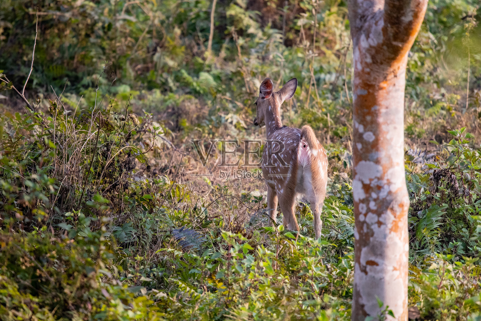 在尼泊尔奇旺国家公园，斑点鹿在浓密的绿植中警觉地站立。照片摄影图片