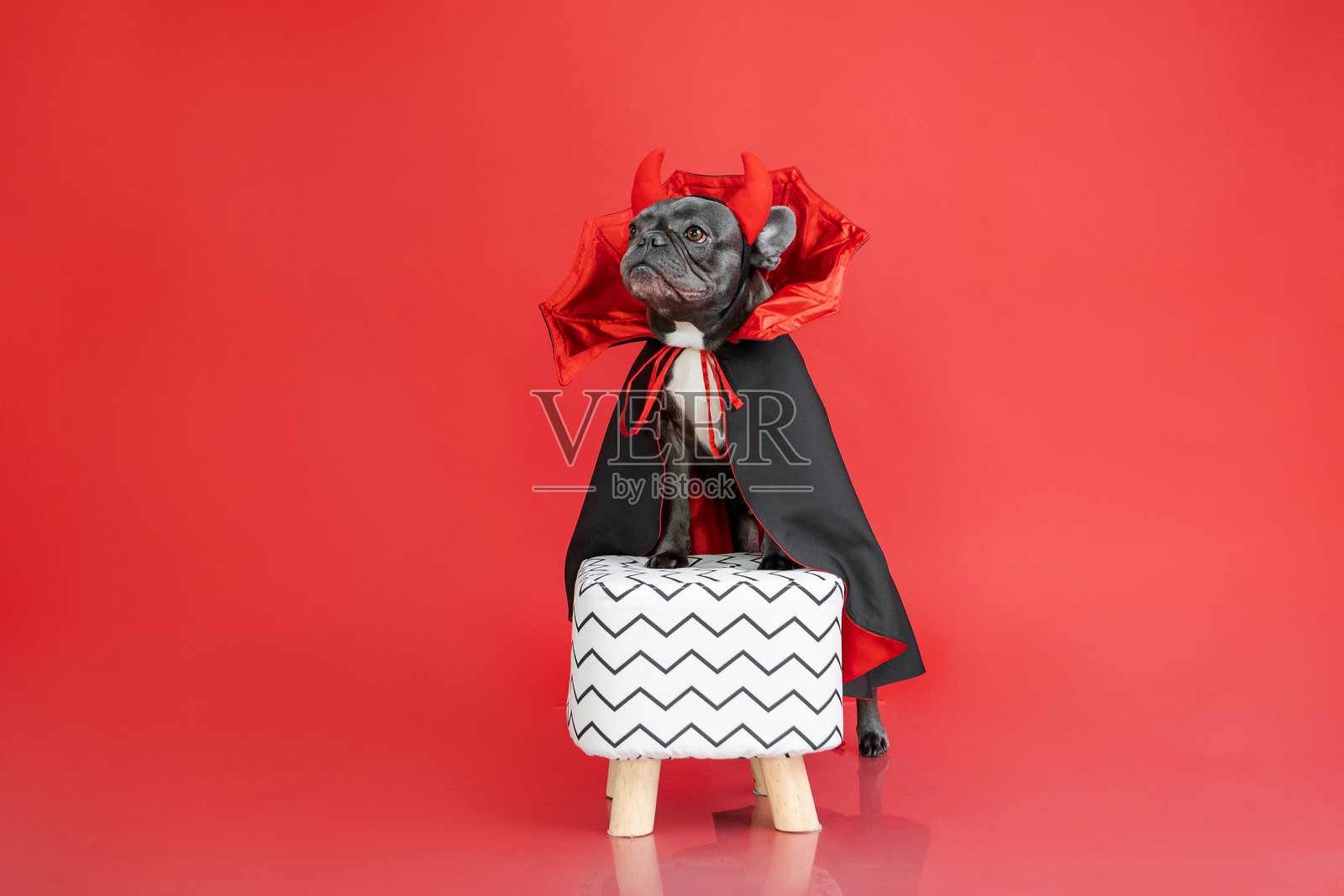 穿着吸血鬼斗篷的法国斗牛犬在红色背景上照片摄影图片