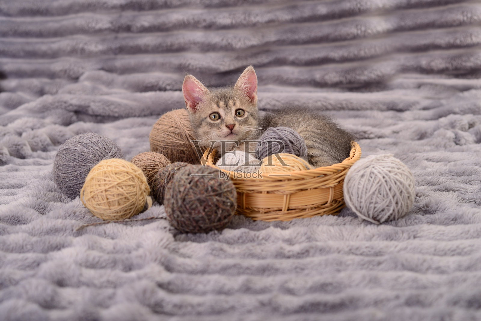 可爱的灰色小猫躺在篮子里，旁边有毛线球。照片摄影图片