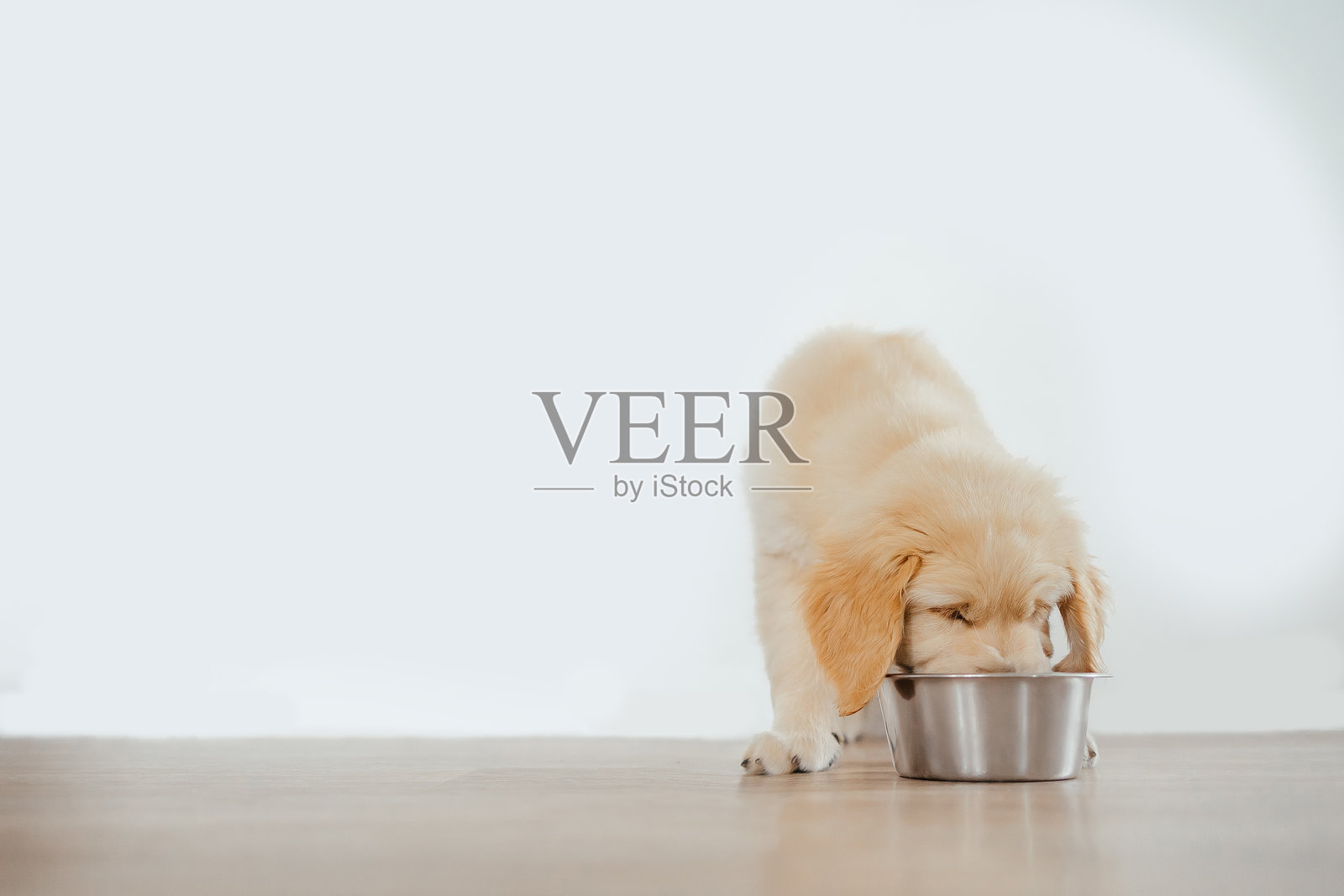 一只金毛猎犬幼犬在白色背景下从碗里吃东西。动物食品广告。狗粮。照片摄影图片