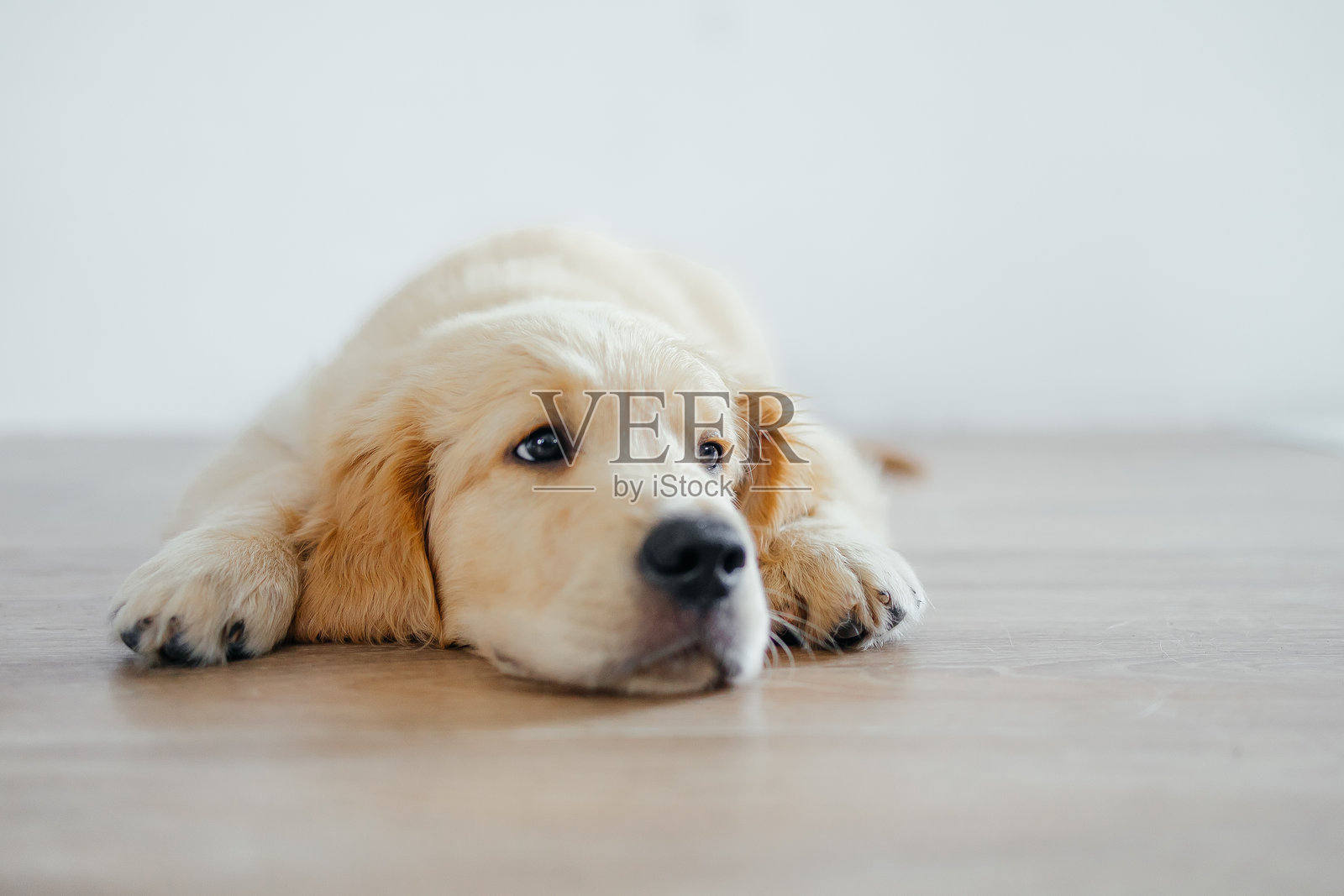 一只金毛猎犬小狗正躺在客厅的地板上照片摄影图片