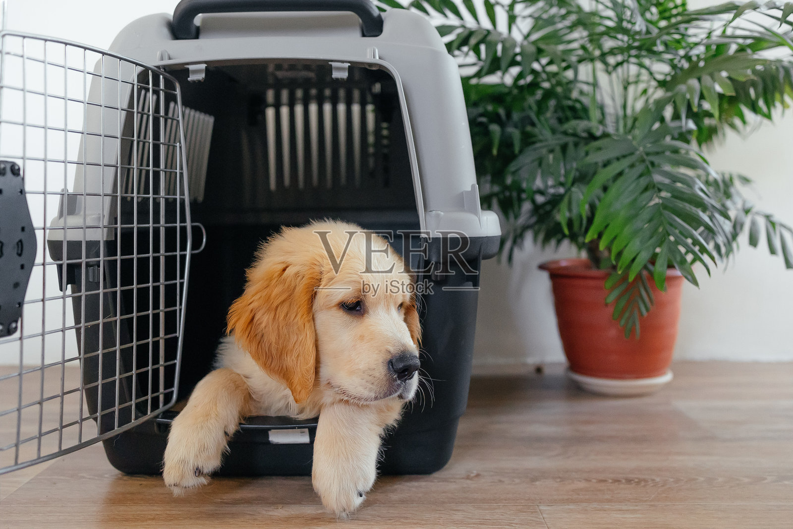 机场宠物箱里的金毛猎犬小狗。宠物店广告。狗狗送货服务。兽医诊所广告。与动物一起旅行。照片摄影图片