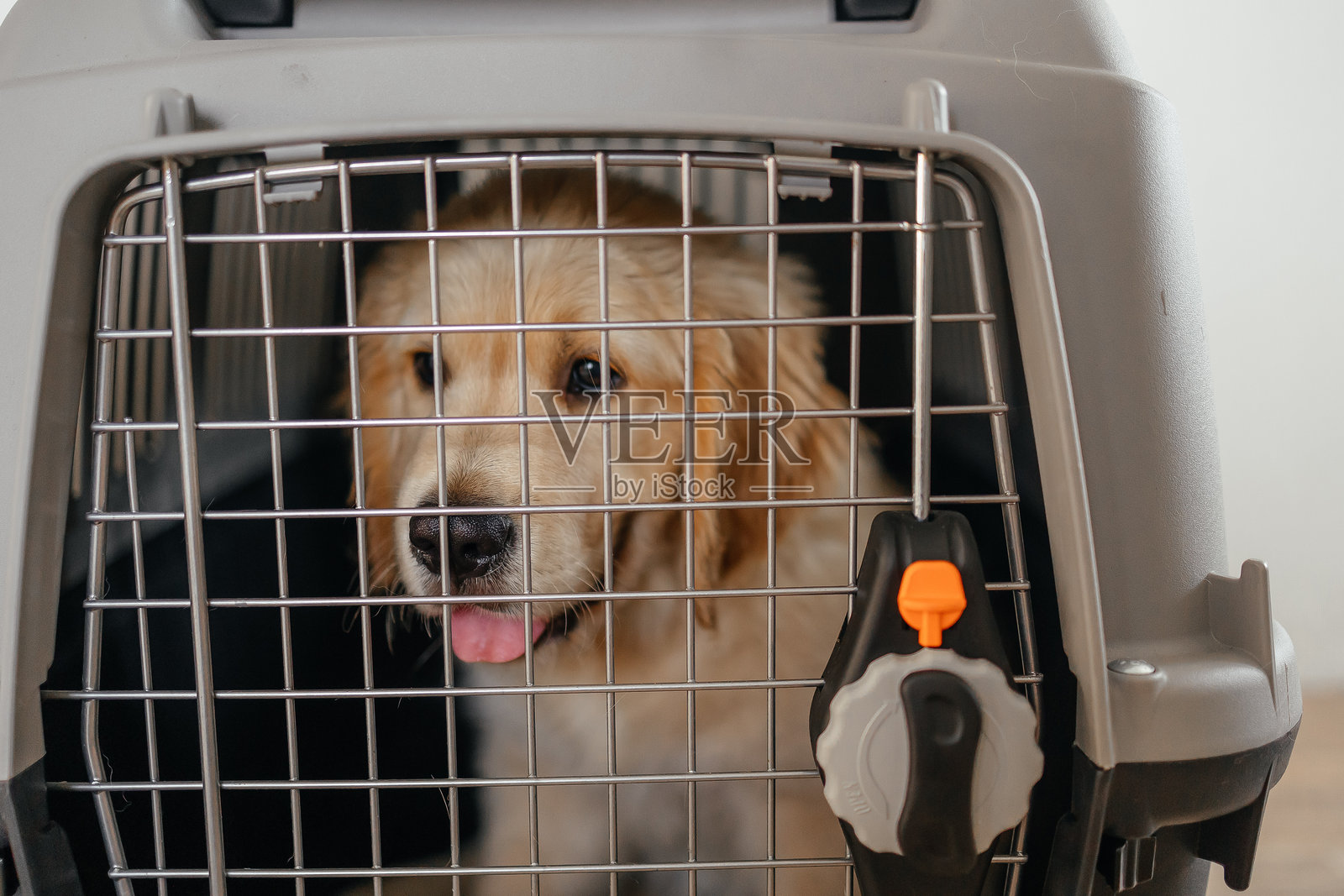 机场宠物箱里的金毛猎犬小狗。宠物店广告。狗狗送货服务。兽医诊所广告。与动物一起旅行。照片摄影图片