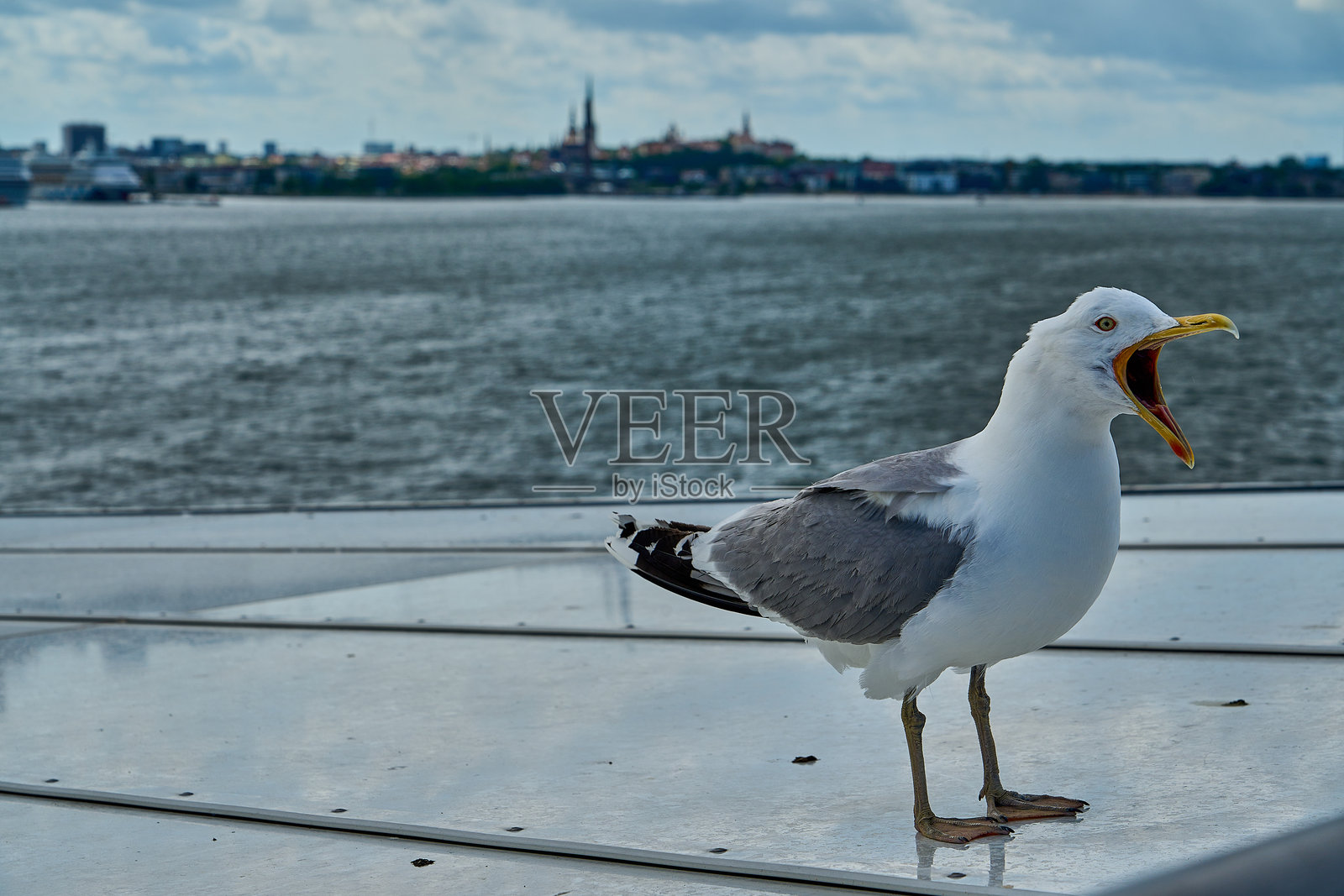 海鸥栖息在汽车渡轮的栏杆上。照片摄影图片