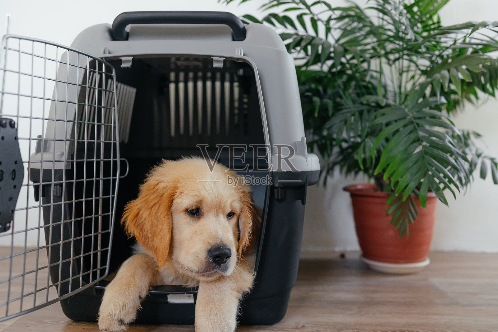 机场宠物箱里的金毛猎犬小狗。宠物店广告。狗狗送货服务。兽医诊所广告。与动物一起旅行。照片摄影图片