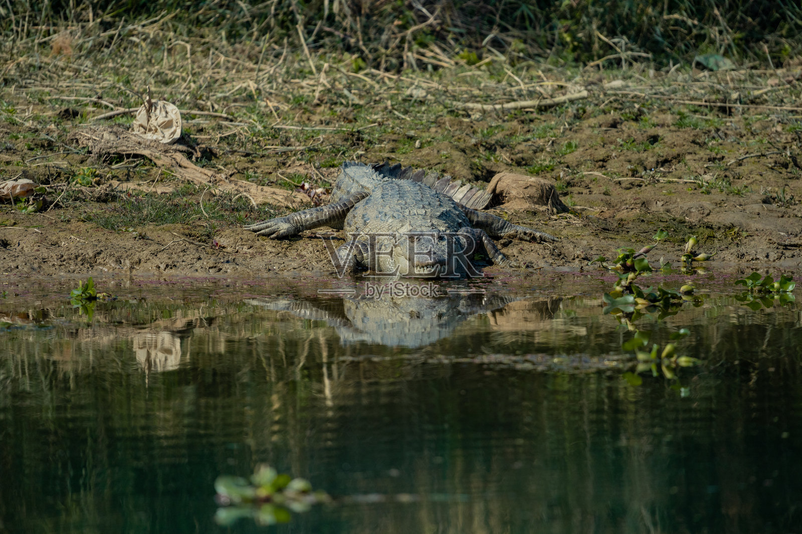 在奇特旺国家公园沙滩上休息的鳄鱼照片摄影图片