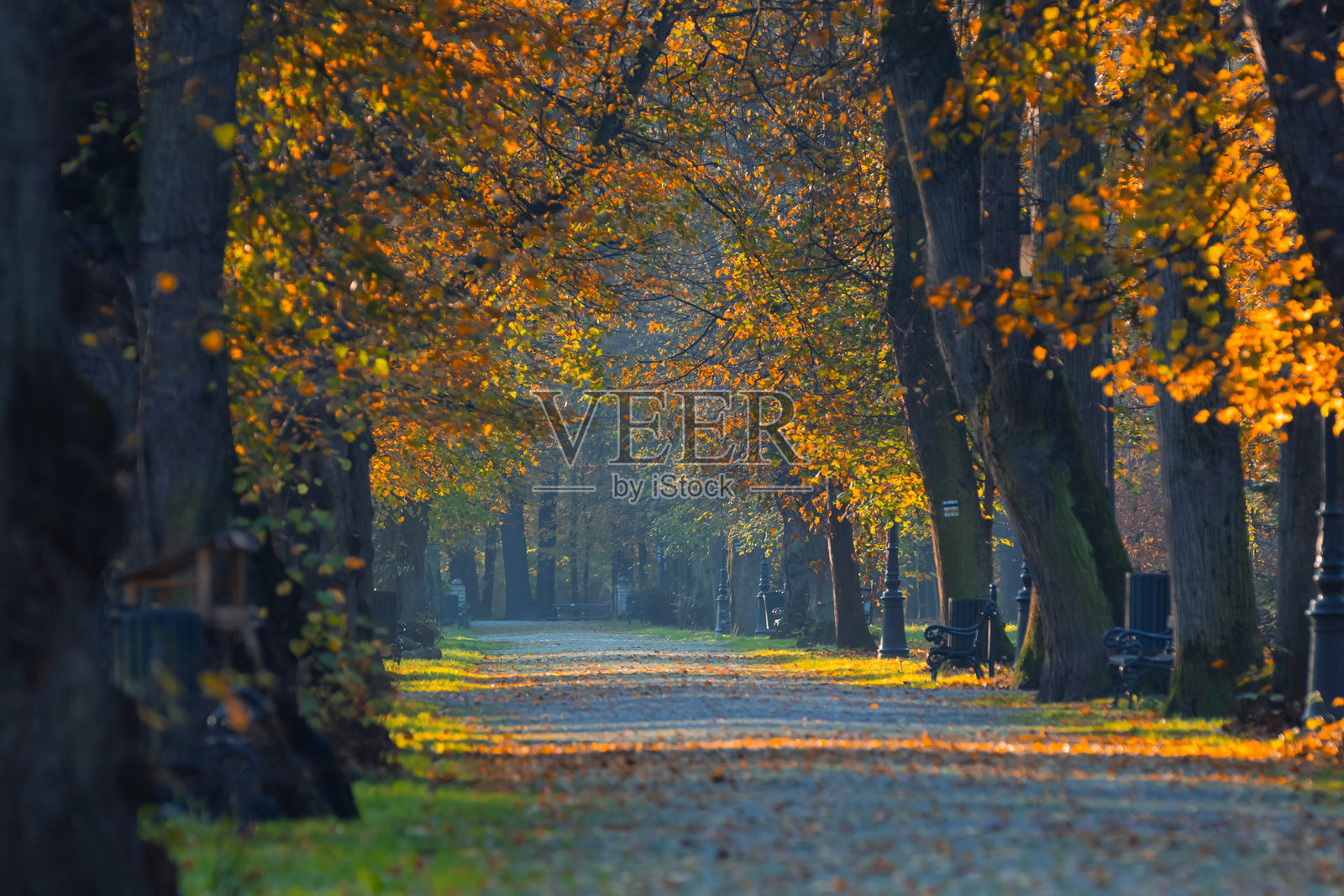 公园里美丽的秋晨照片摄影图片