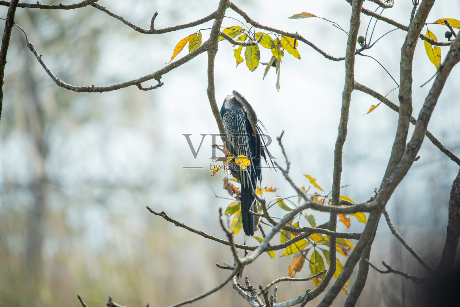 苍鹭在树枝上晾干翅膀照片摄影图片
