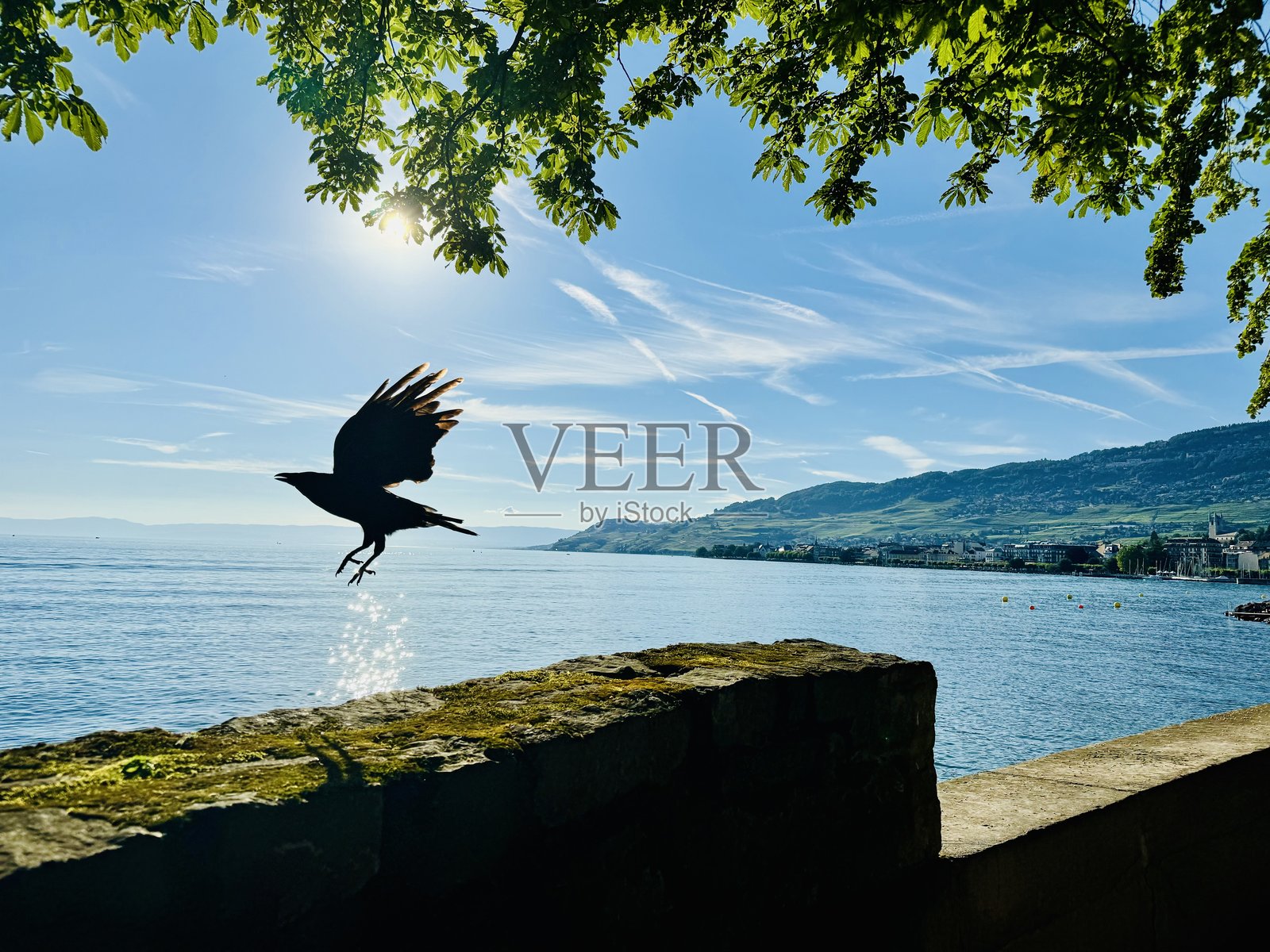 鸟照片摄影图片