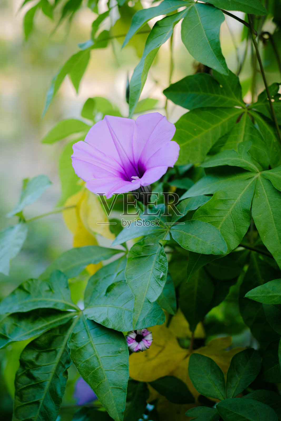 牵牛花照片摄影图片