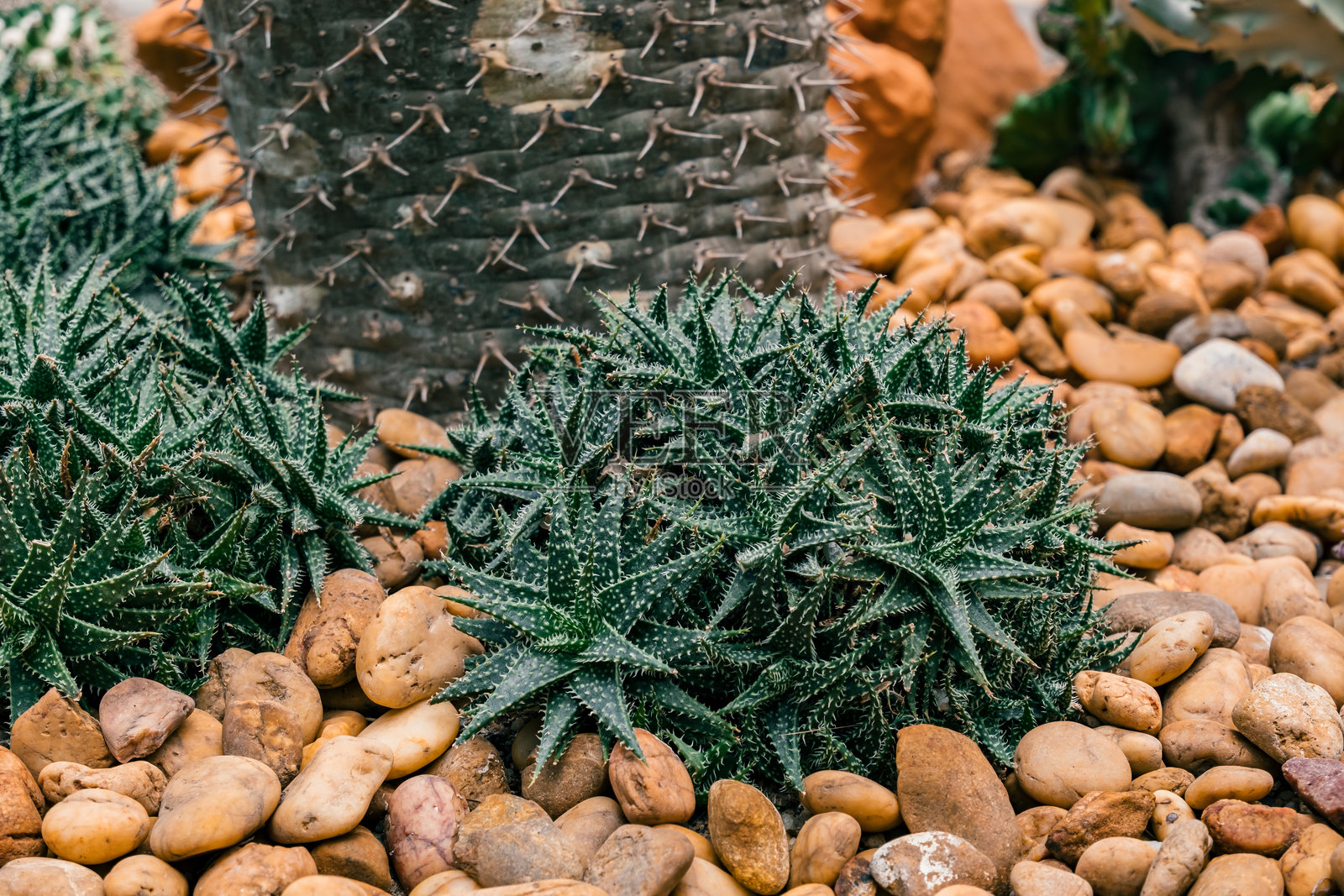 绿色多肉植物被光滑的卵石环绕，置于装饰性的户外花园环境中照片摄影图片