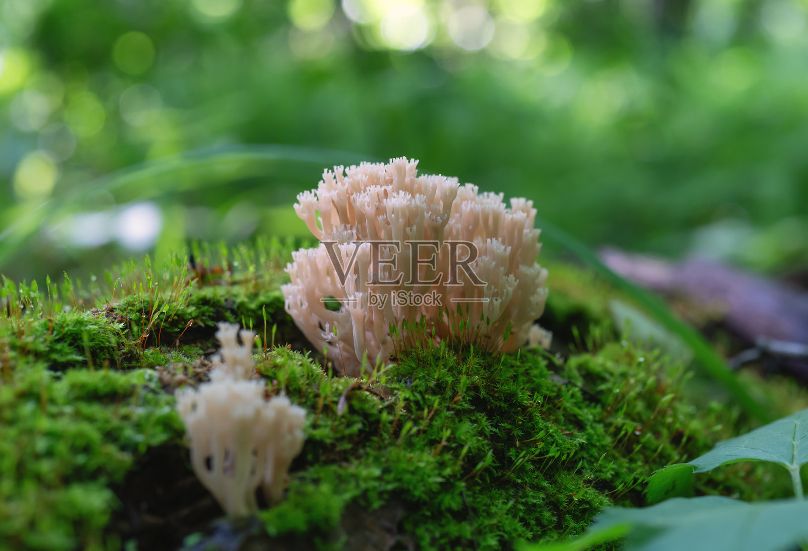 在森林中生长的珊瑚状蘑菇，特写镜头照片摄影图片